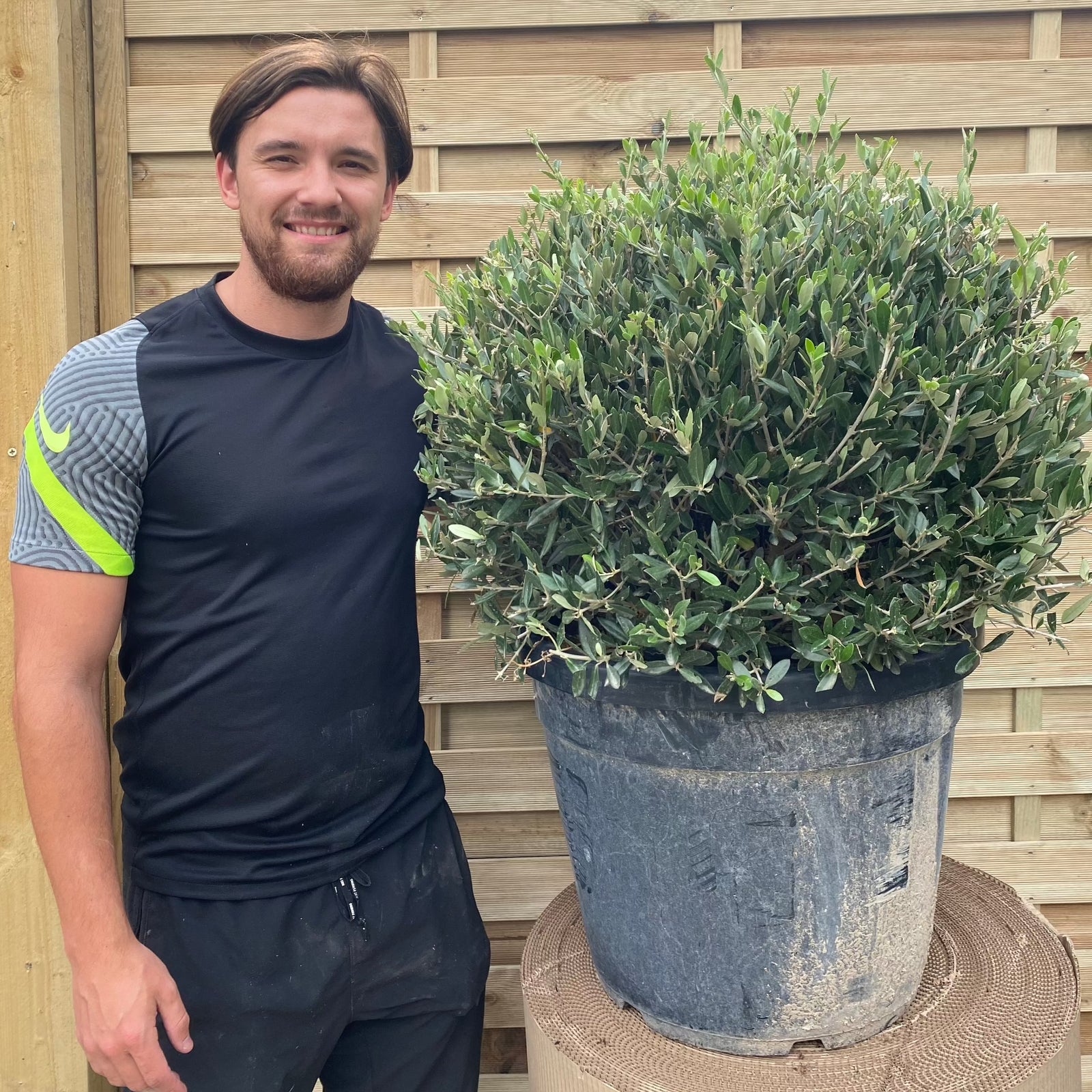 A man stands beside an Established Olive Ball 55L (Olea Europeana), highlighting this striking Mediterranean specimen.