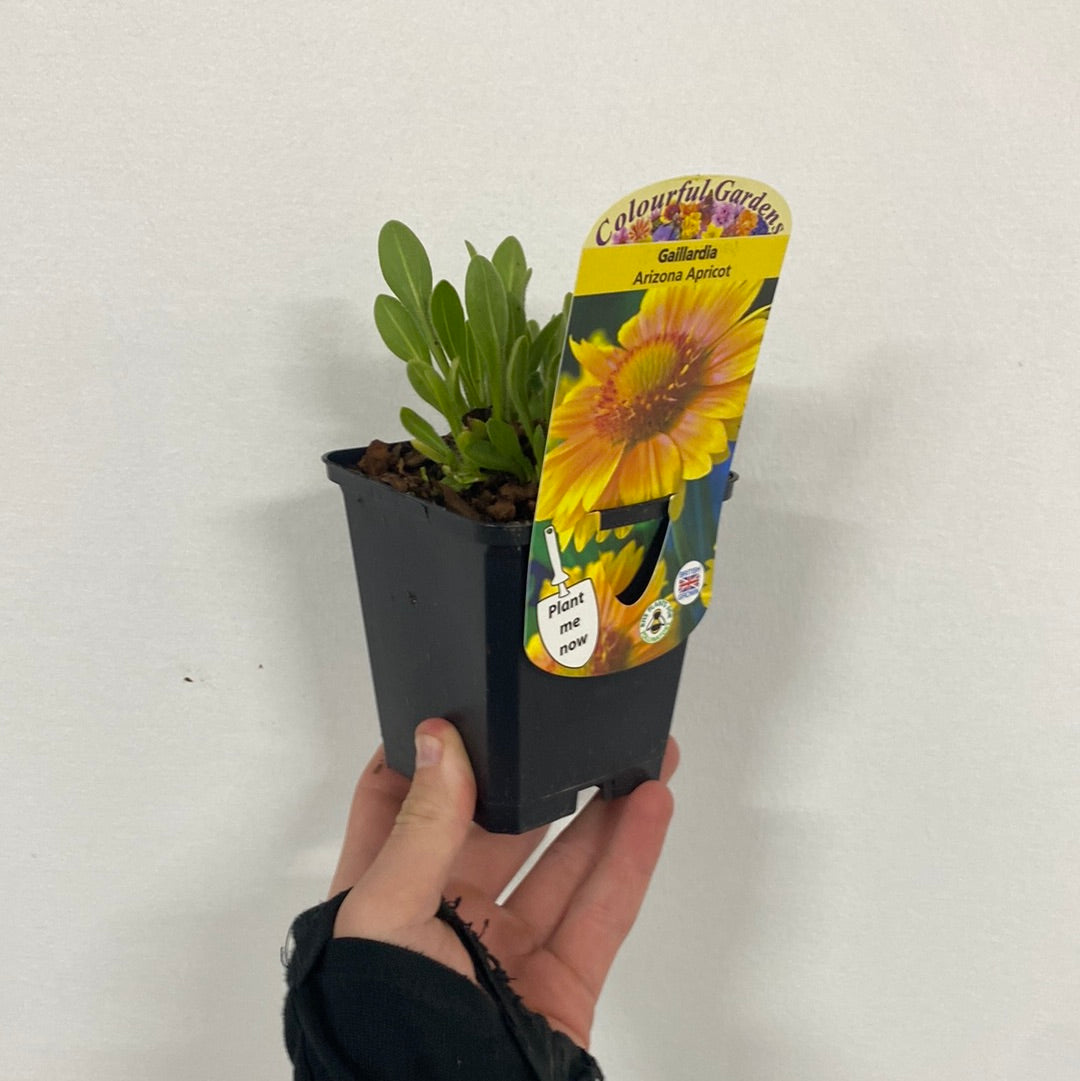 A hand holds a 9cm pot of Gaillardia &#39;Arizona Apricot&#39; (Blanket Flower), a drought-tolerant perennial, with a colorful label showing yellow and orange blooms, set against a plain white wall.