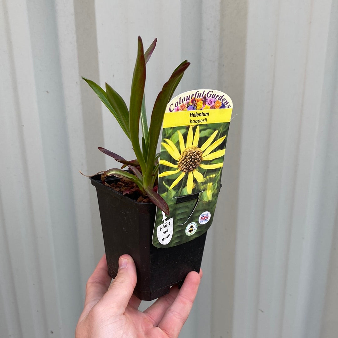 Helenium &#39;hoopesii&#39; 9cm Pot