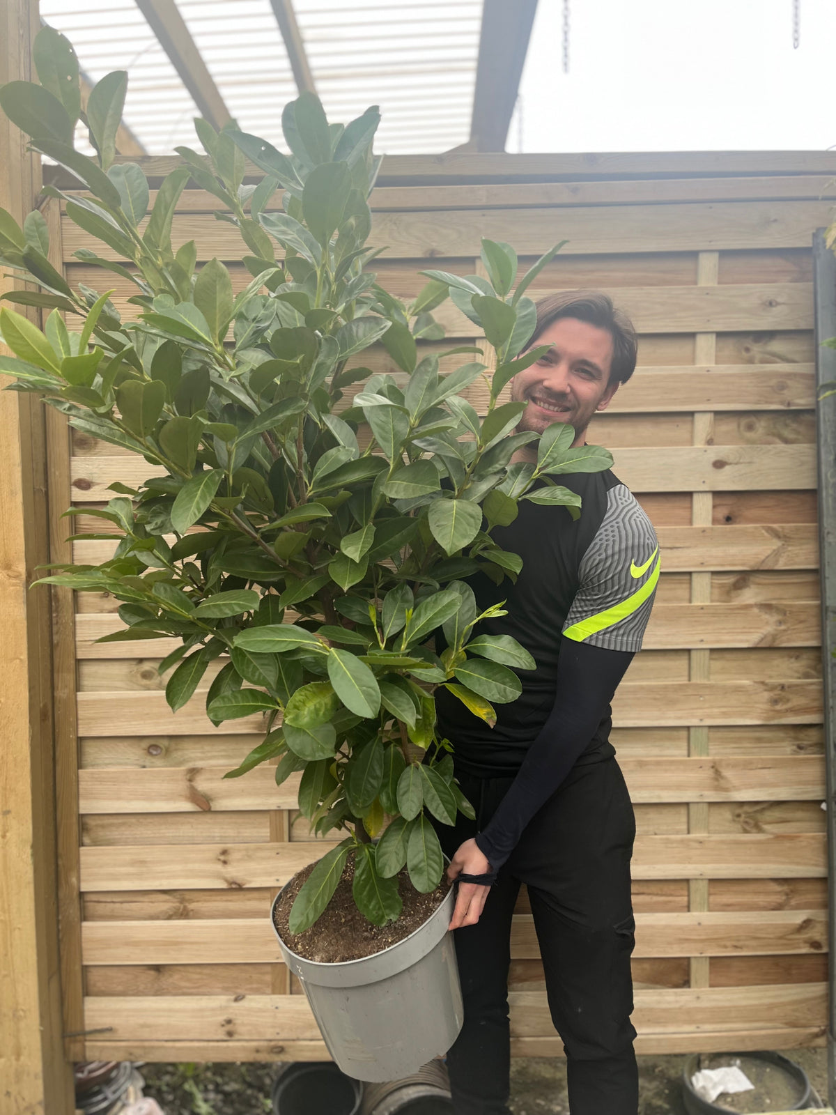 A smiling man in a black and gray shirt holds a 7ft Established Bushy Potted Cherry Laurel Hedge Plant (200-210cm, Multi-Buy Offers Available) in front of a wooden fence in an outdoor setting.