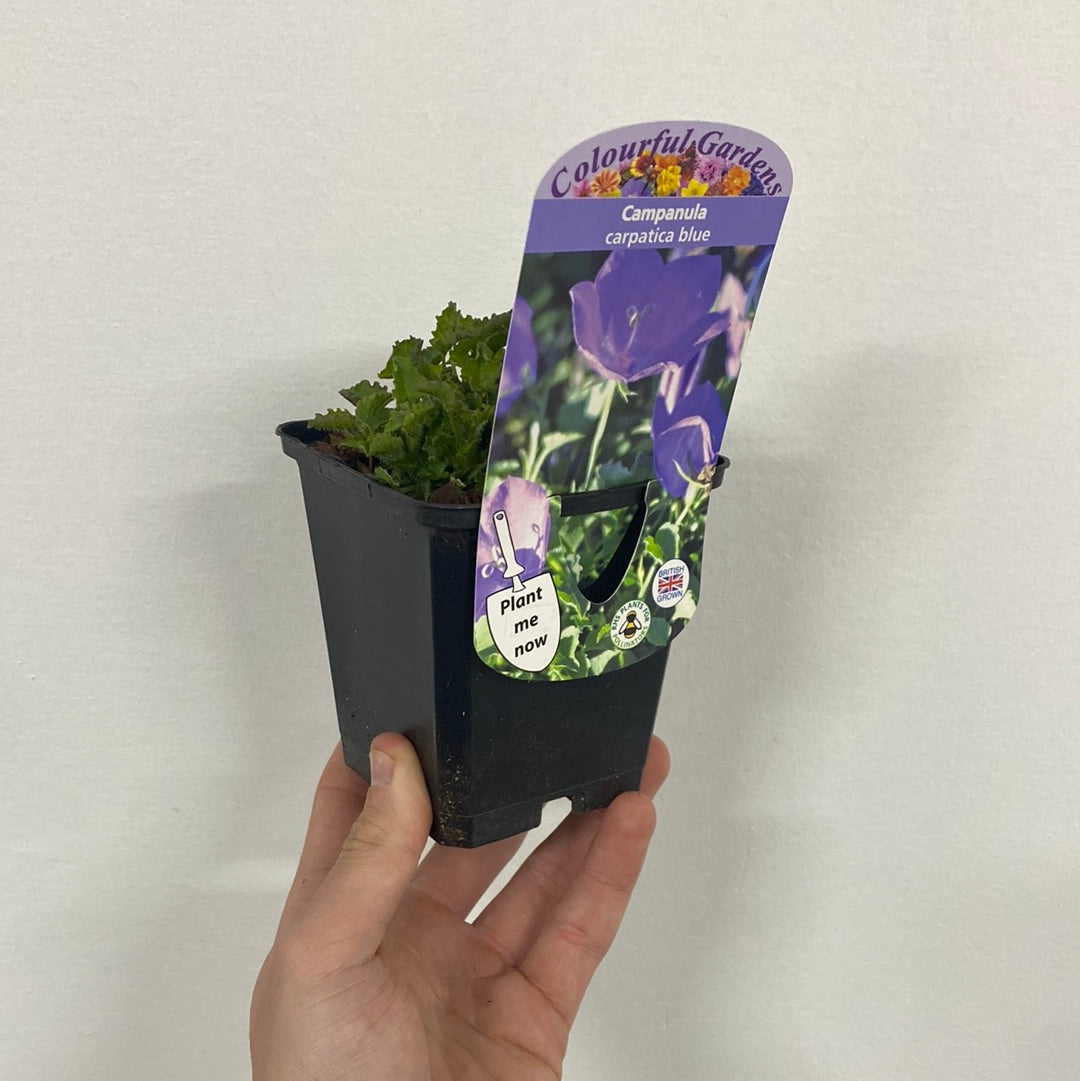 A hand holds a small black pot labeled &quot;Campanula carpatica Blue 9cm,&quot; a perennial groundcover prized for its green foliage and vibrant blue, pollinator-friendly blooms.