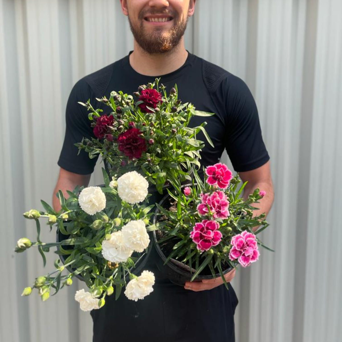 A smiling man in a black shirt holds three potted Dianthus Perennials 3L—three different varieties—in front of a white corrugated metal background.