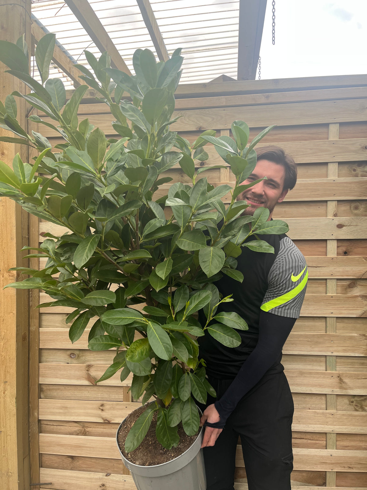 A person in a black and gray sports shirt smiles while holding a 7ft Established Bushy Potted Cherry Laurel Hedge Plant (200-210cm, Multi-Buy Offers Available) in front of an outdoor wooden fence.