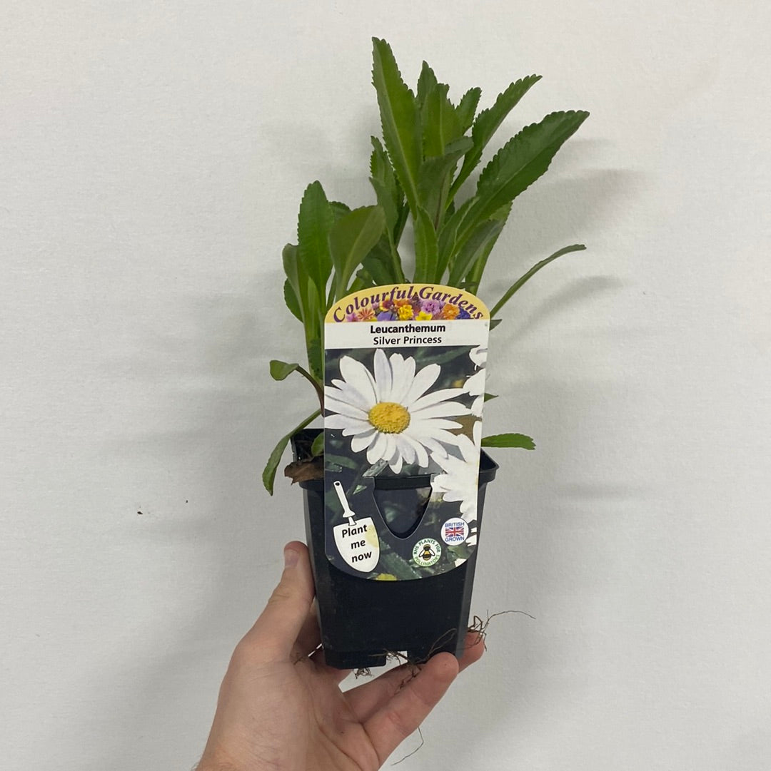 Leucanthemum &#39;Silver Princess&#39; 9cm