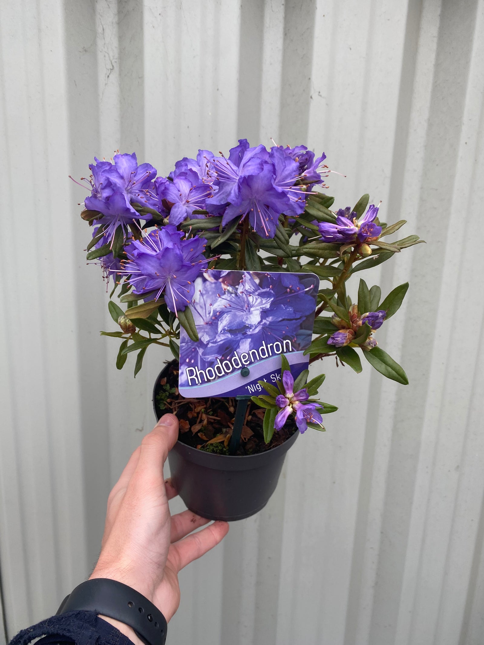 A hand holds a Dwarf Rhododendron 'Night Sky' 1L in a pot, displaying vibrant purple blooms and a visible plant label. The background features a light corrugated surface.