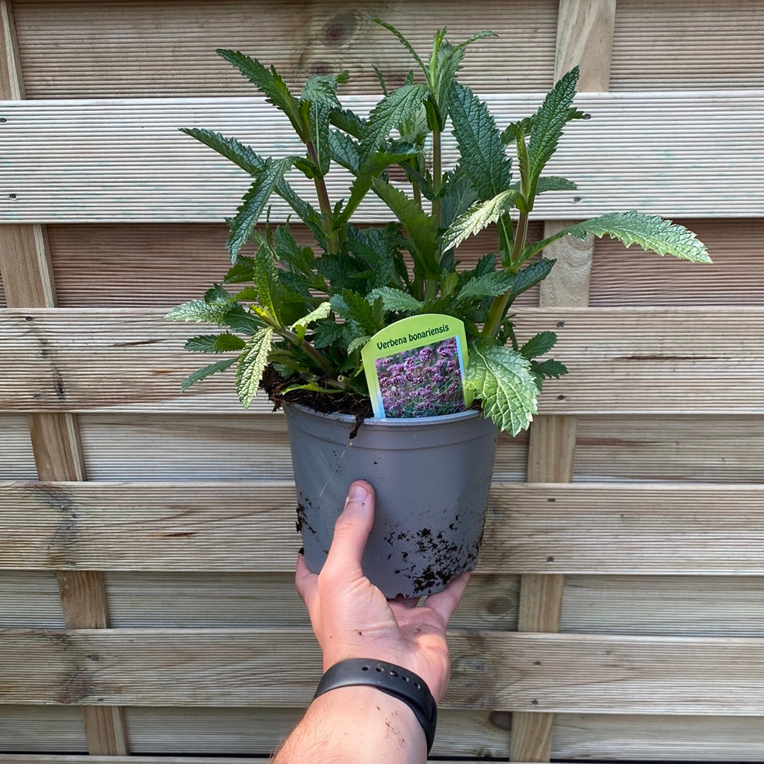 A hand holds a Verbena bonariensis (9cm/1.5L/2L pot), a striking, drought-tolerant plant ideal for any garden.