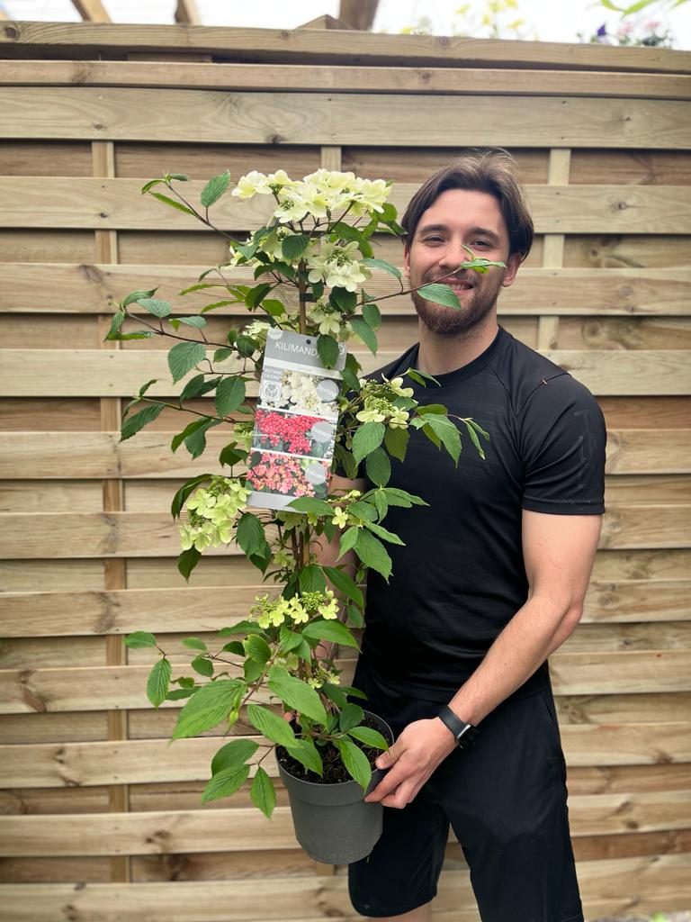 A smiling man in a black t-shirt holds a potted Viburnum Kilimandjaro Sunrise 100cm, known for its white blooms. He stands before a wooden fence, with a green leaf on his upper lip resembling a mustache.