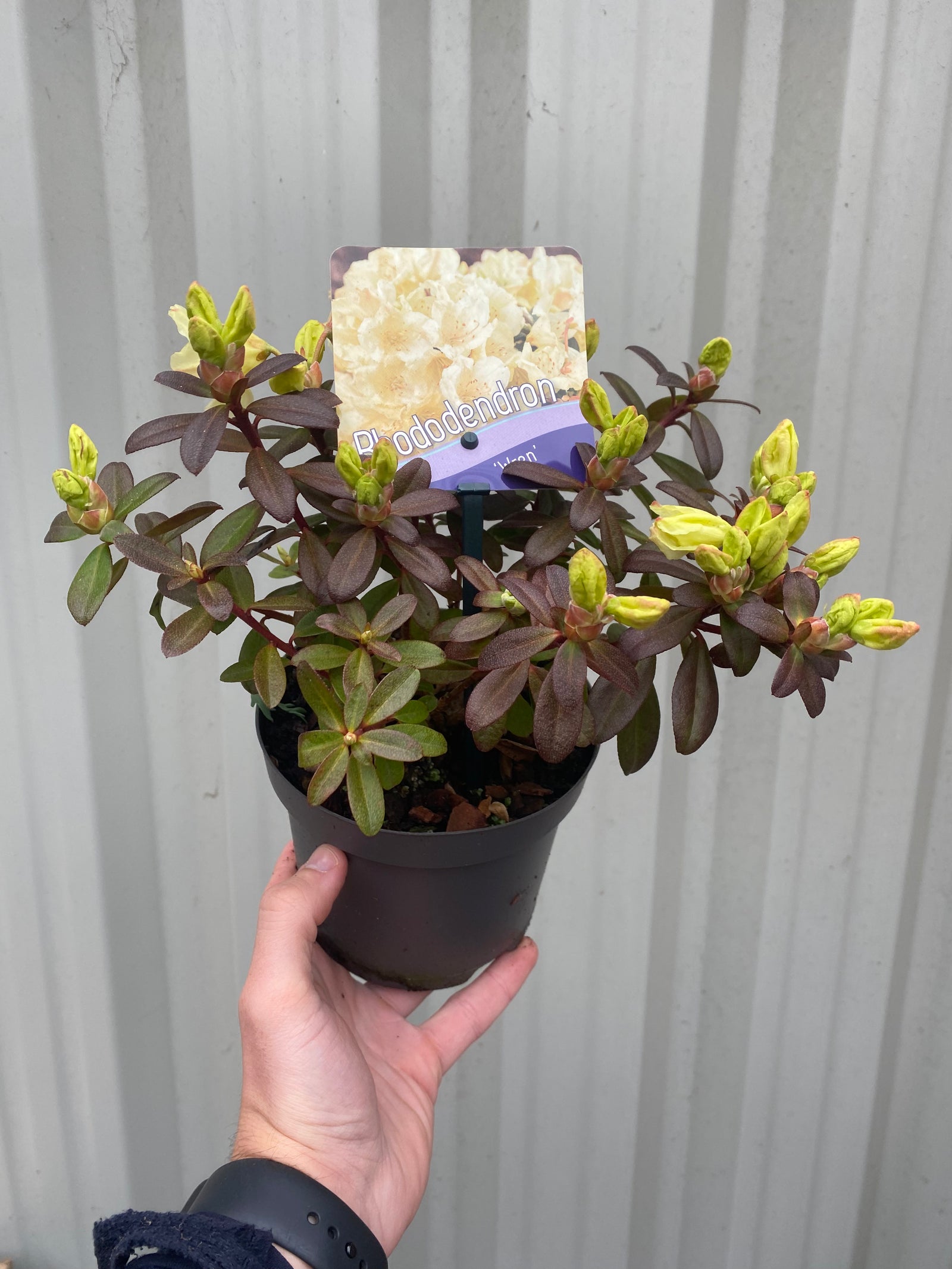 Dwarf Rhododendron 'Wren' 1L