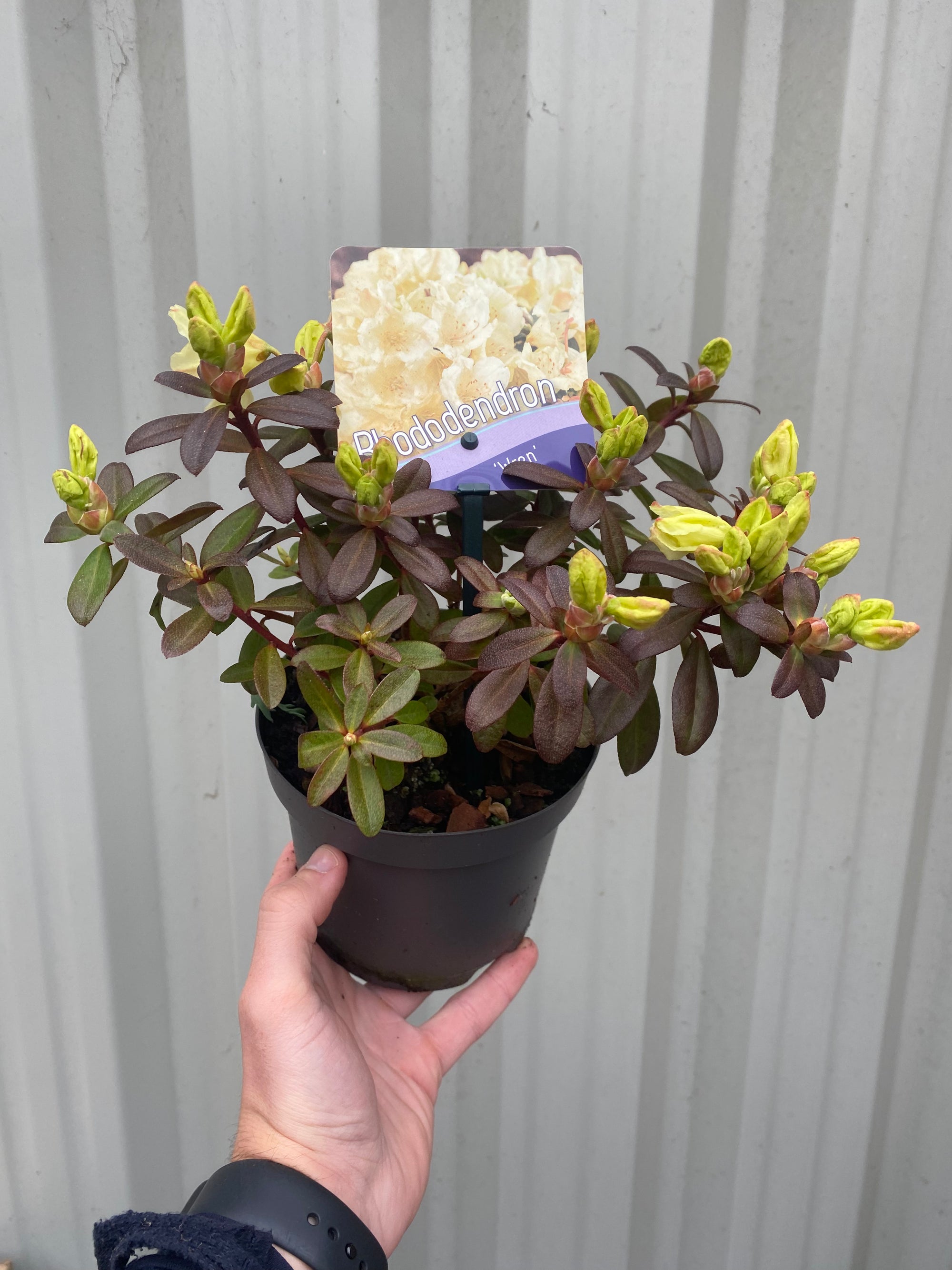 Dwarf Rhododendron 'Wren' 2L