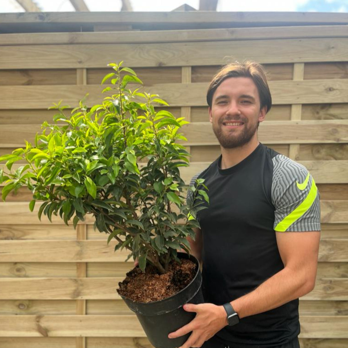 Portuguese Laurel | Prunus lauroceras &#39;Angustifolia&#39; (Multibuy Offers Available)