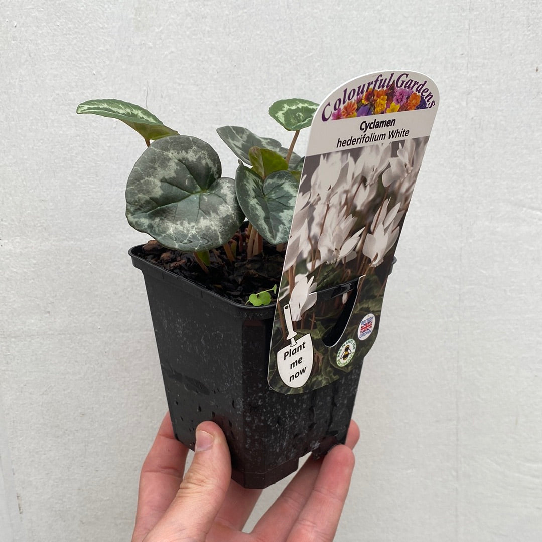 Field of white hardy cyclamen with heart-shaped leaves and dainty blooms