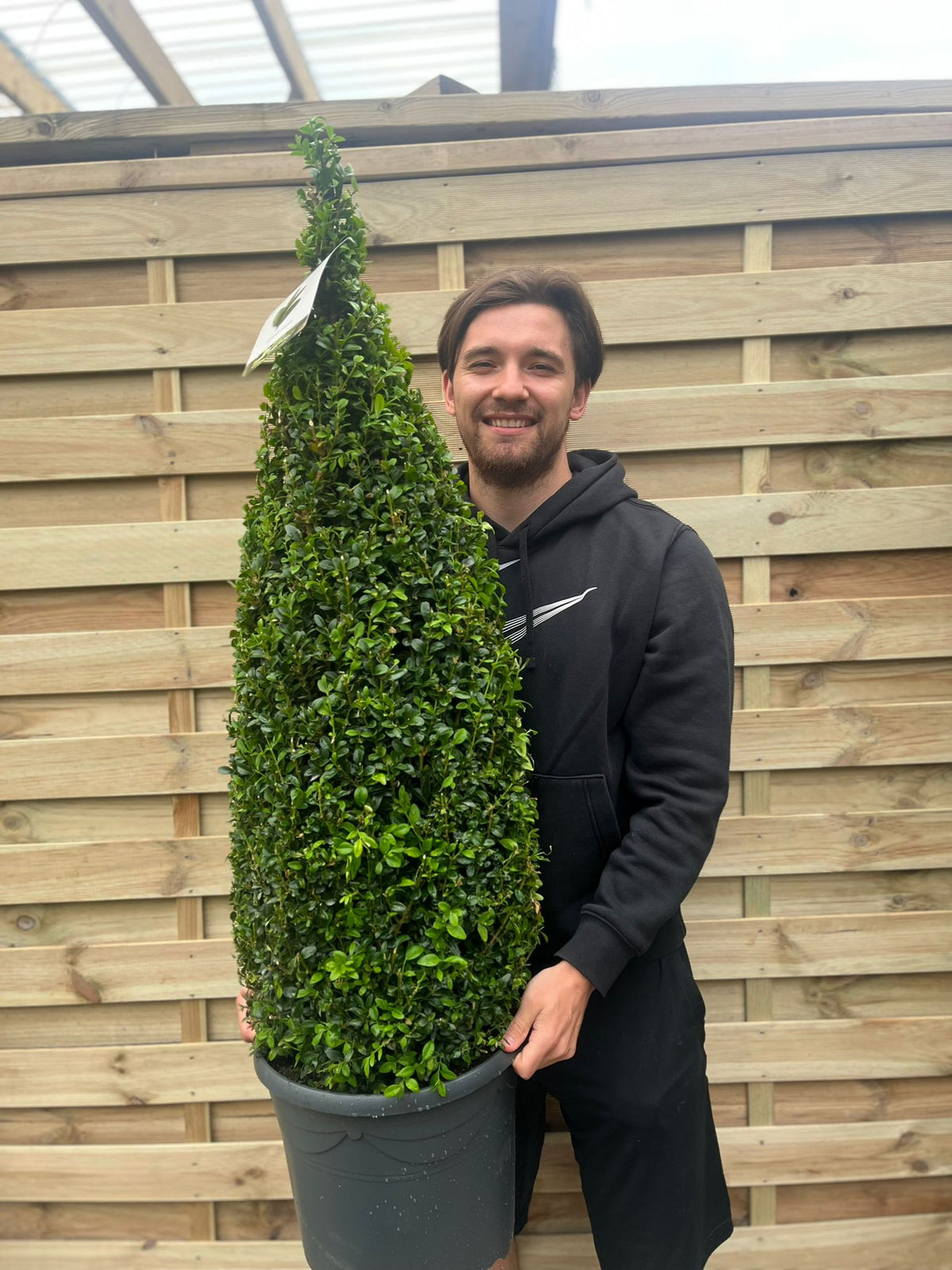 Buxus Topiary Cone 1.2m (12L)