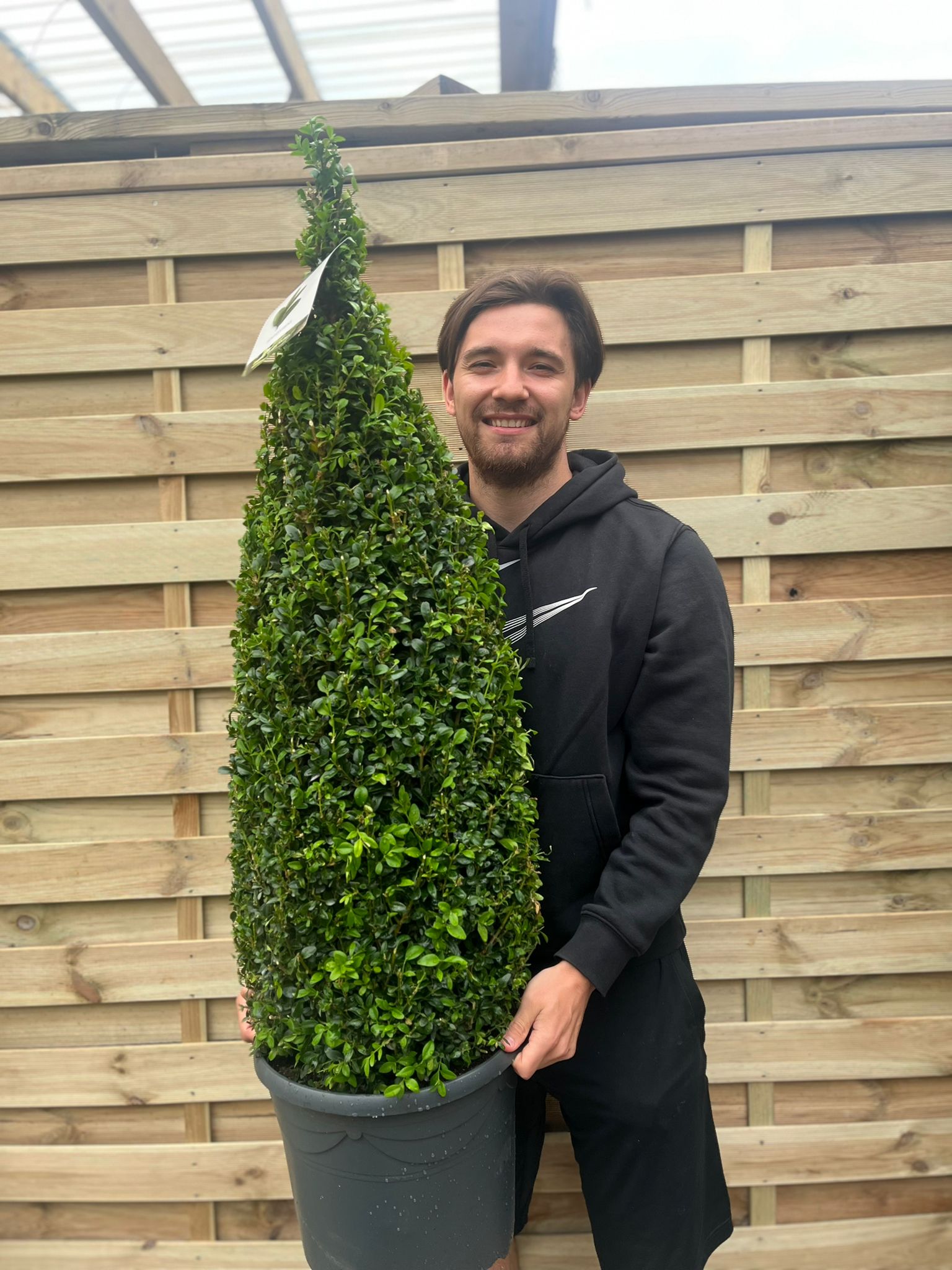 Buxus Topiary Cone 1.2m (12L)