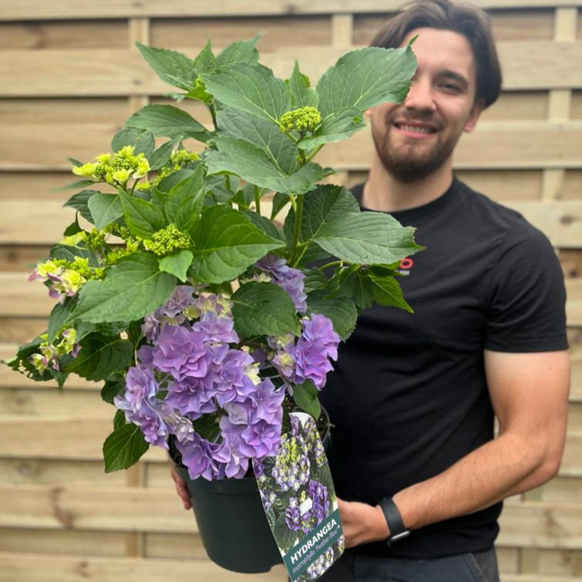 A smiling man in a black shirt holds a Hydrangea macrophylla &#39;Feather Blue&#39; 5L with purple-green mop head blooms. A plant tag hangs from the pot, ideal for vibrant summer gardens. A wooden fence is visible in the background.