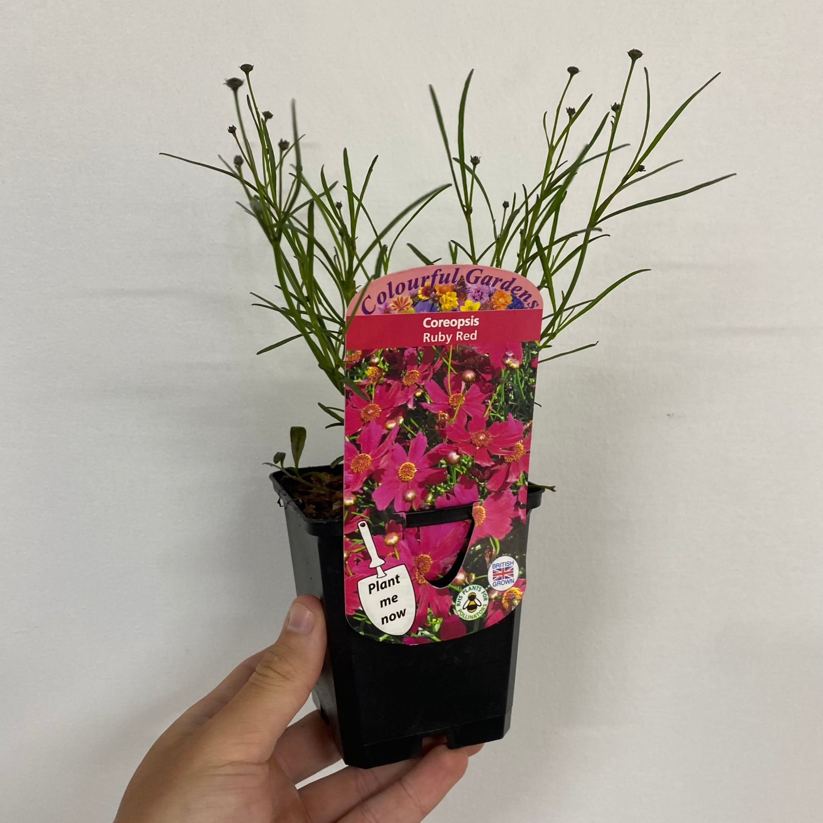 Coreopsis 'Ruby Red' 9cm