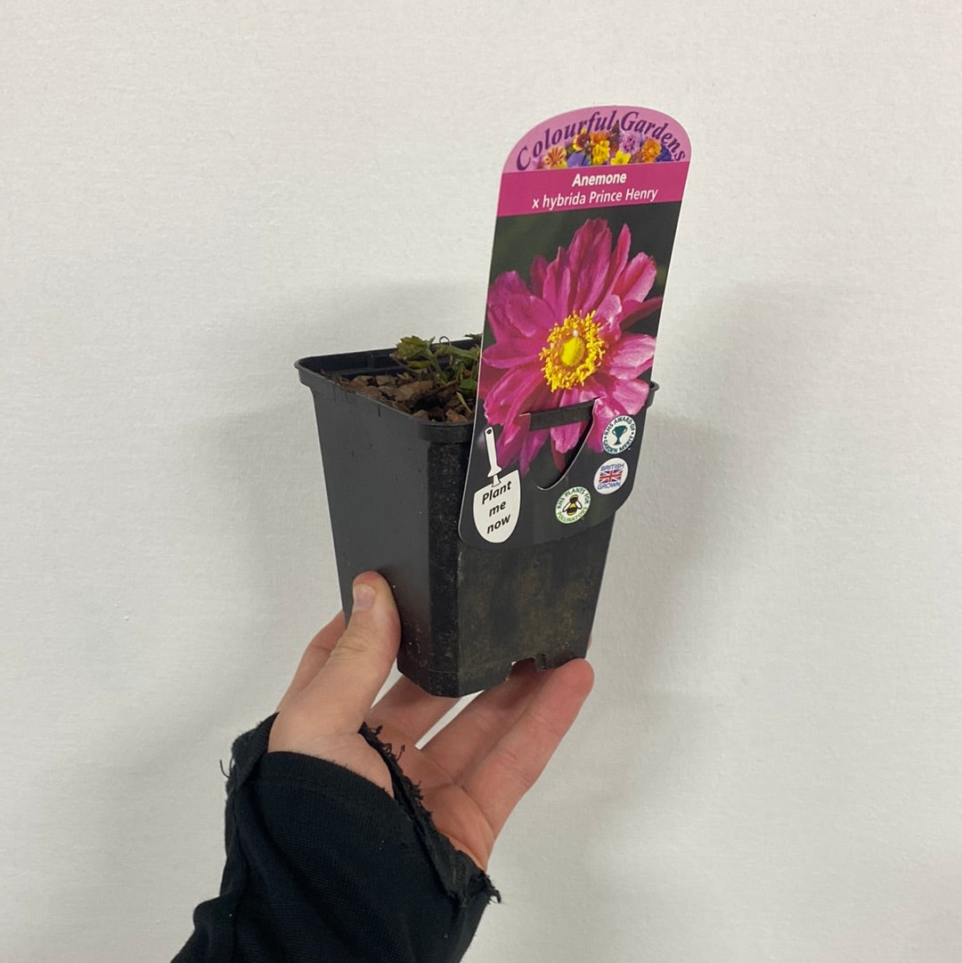 Anemone x hybrida &#39;Prince Henry&#39; 9cm
