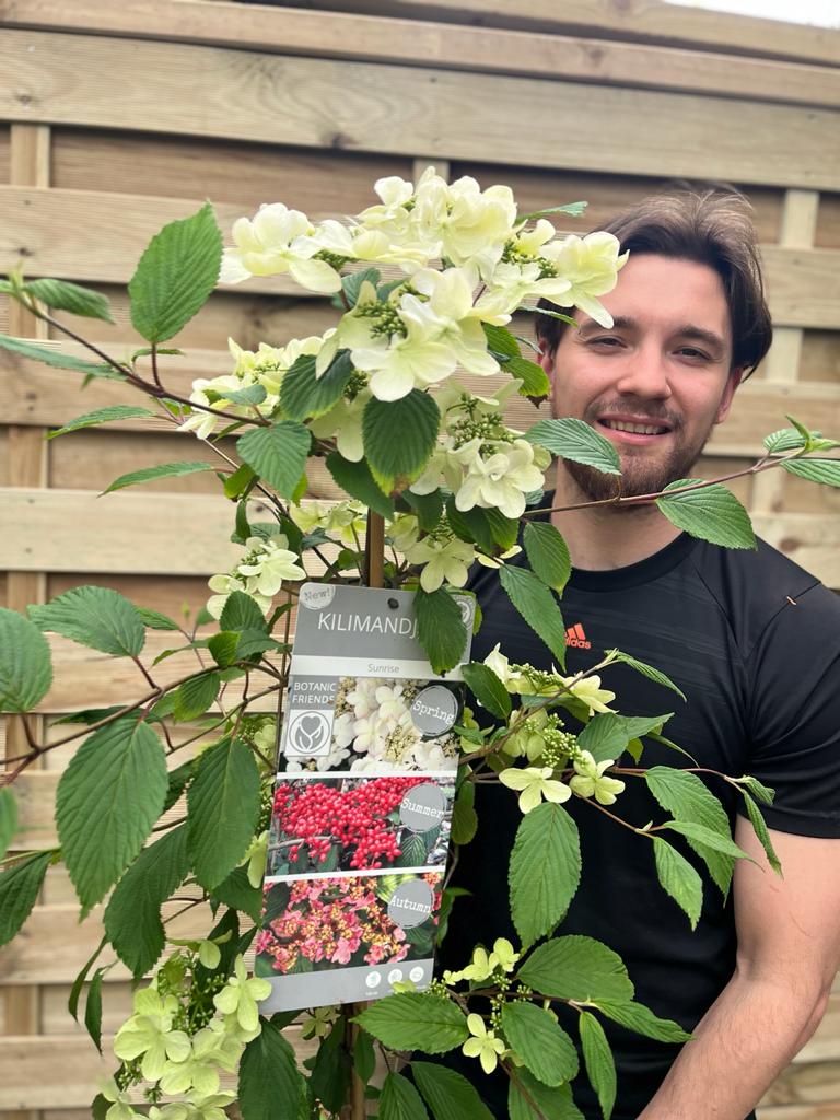 A smiling man with brown hair and a beard stands behind a Viburnum Kilimandjaro Sunrise 100cm, its white blossoms and green leaves visible. He holds a label with the product name; a wooden fence is in the background.