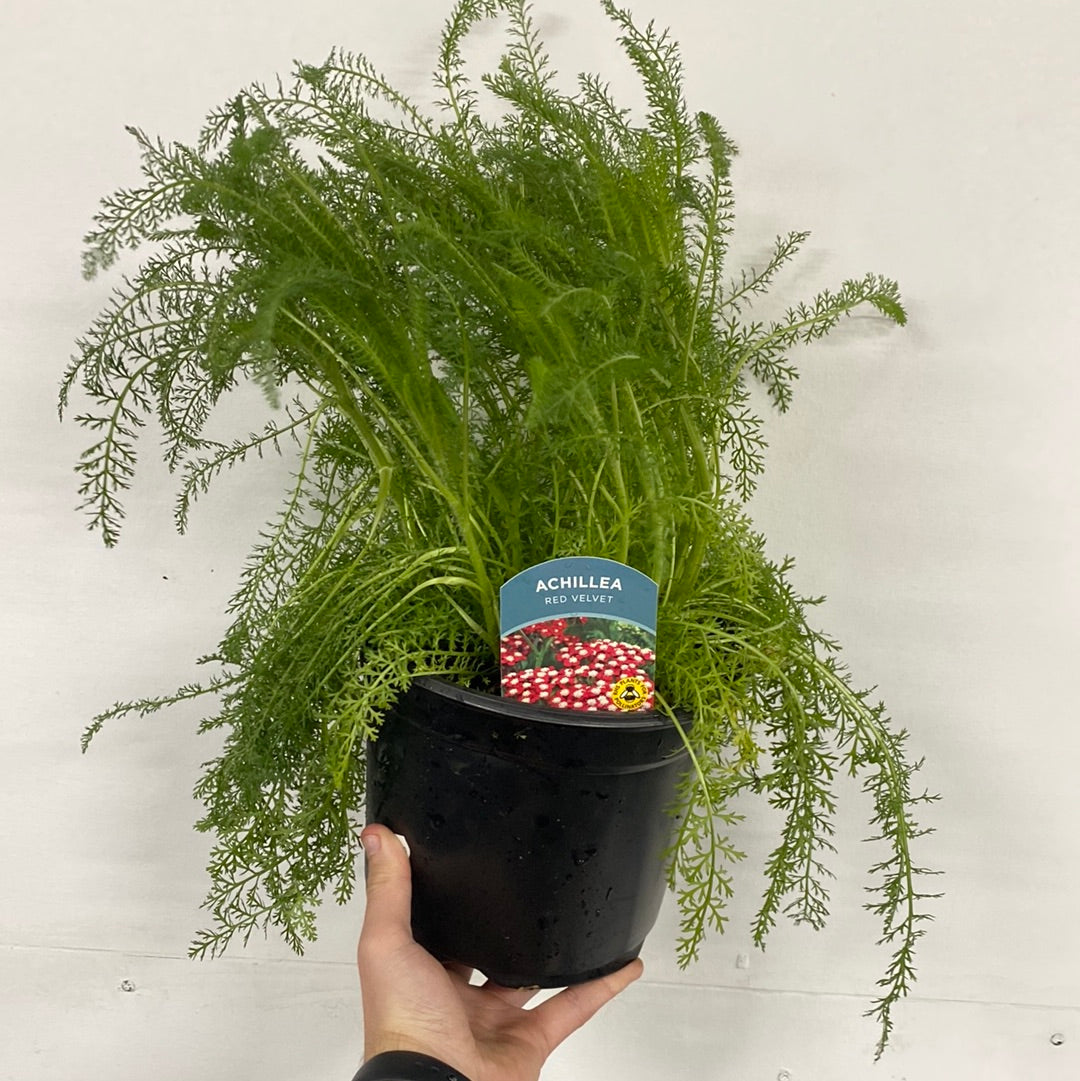 A hand holds a black plastic pot containing Achillea (Yarrow) - Red Velvet 3L, a lush perennial with fern-like leaves. The label displays vibrant red blooms, ideal for adding striking color to sunny borders. The background is plain white.