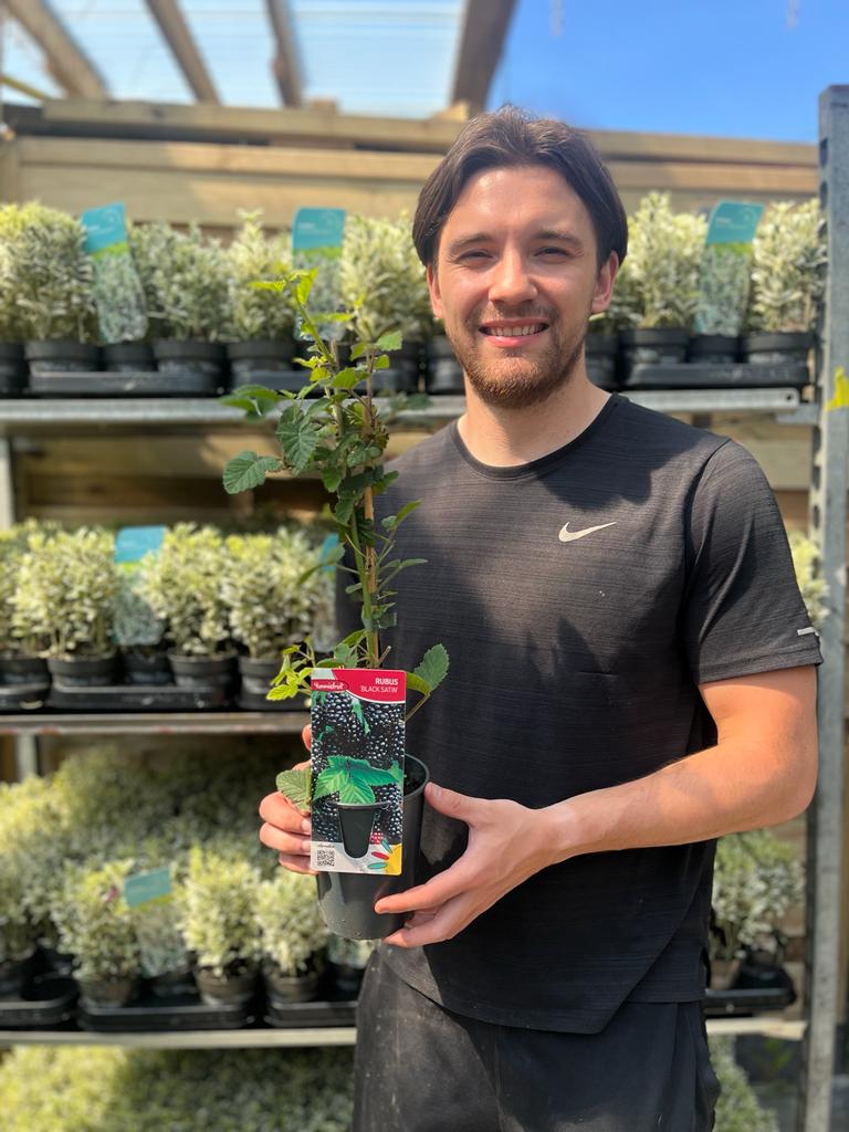 A smiling man in a black shirt stands in a plant nursery, holding a potted Blackberry &#39;Black Satin&#39; 50cm. Rows of similar plants behind him promise juicy berries as sunlight streams through the roof above.