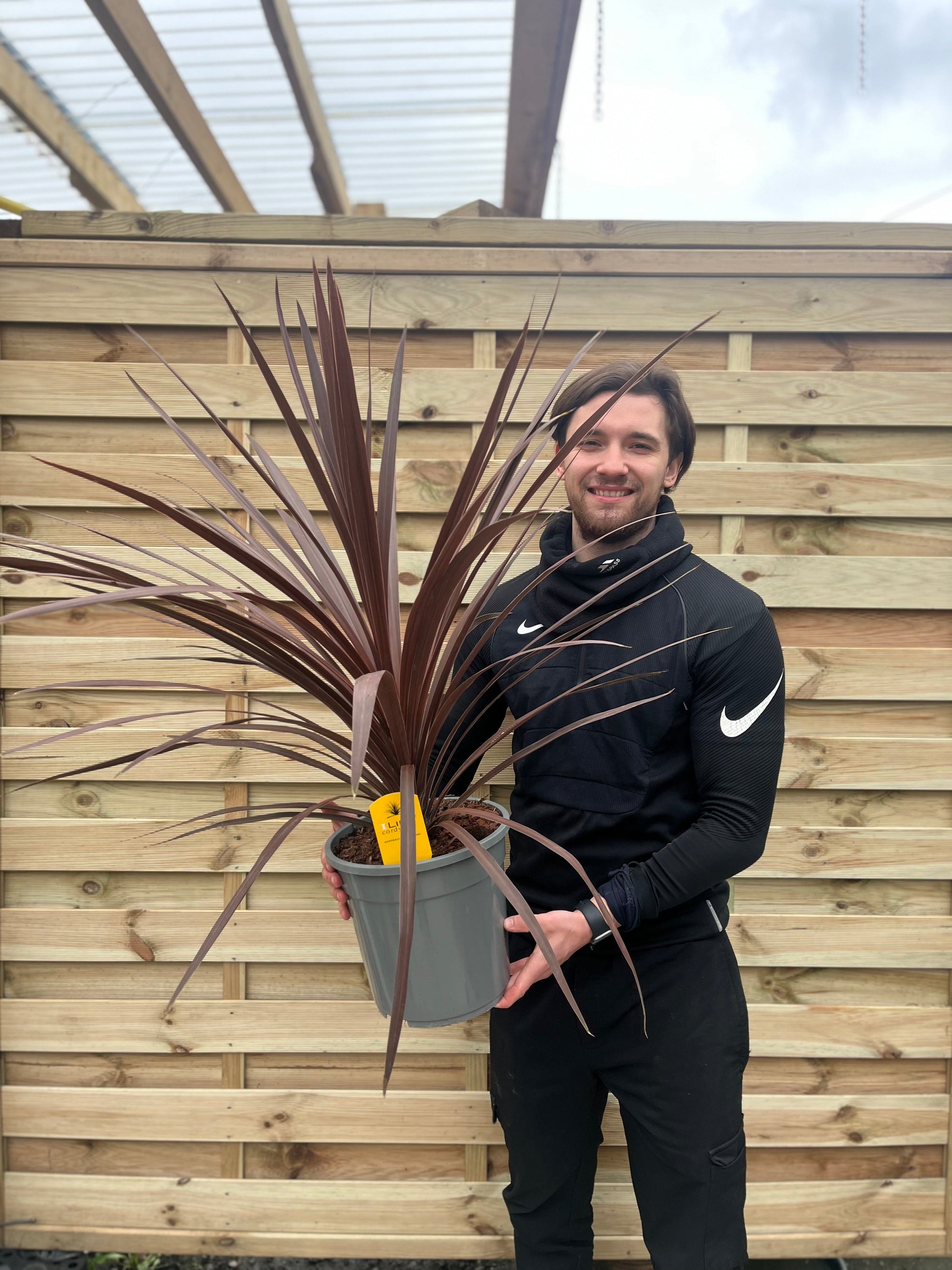 Cordyline australis Red Star | 1m