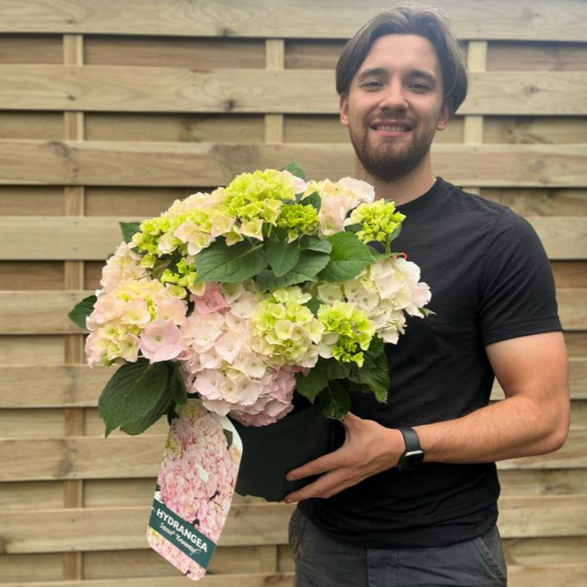 A man with brown hair and a beard, in a black t-shirt, smiles holding a Hydrangea macrophylla &#39;Kronentor&#39; 5L with mop head blooms—perfect for summer gardens—in front of a wooden fence.