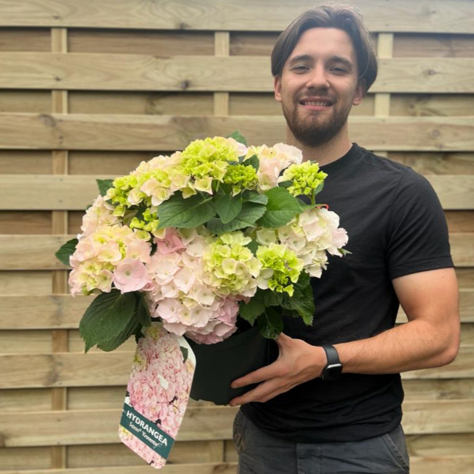 A man with brown hair and a beard, in a black t-shirt, smiles holding a Hydrangea macrophylla 'Kronentor' 5L with mop head blooms—perfect for summer gardens—in front of a wooden fence.