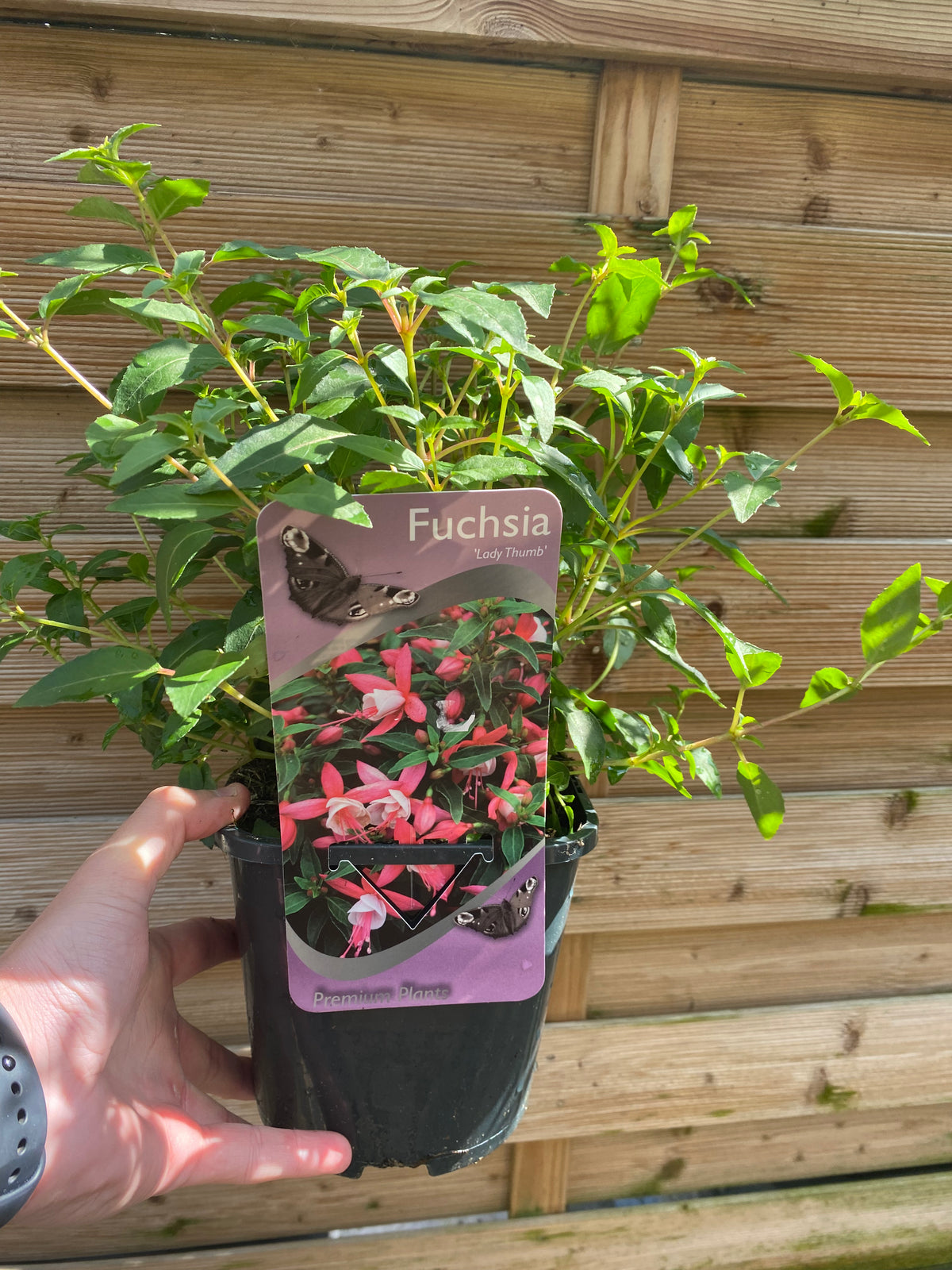 Hardy Fuchsia &#39;Lady Thumb&#39; 9cm / 2L