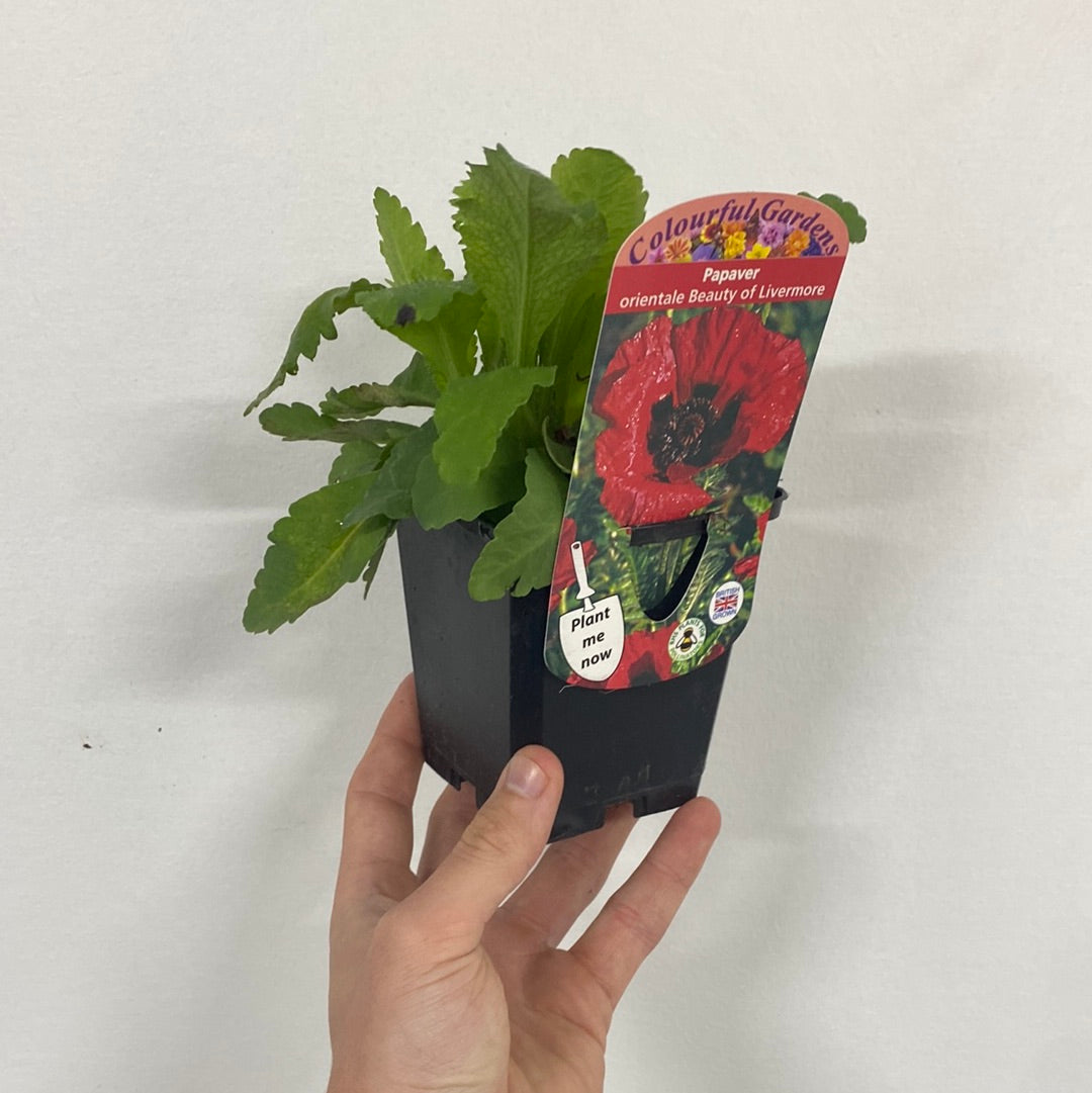 A hand holds a small black pot with green leaves and a tag showing a large red poppy, labeled Papaver &#39;Beauty of Livermere&#39; (Poppy) 9cm/2L/3L, a showy perennial poppy ideal for cottage gardens.