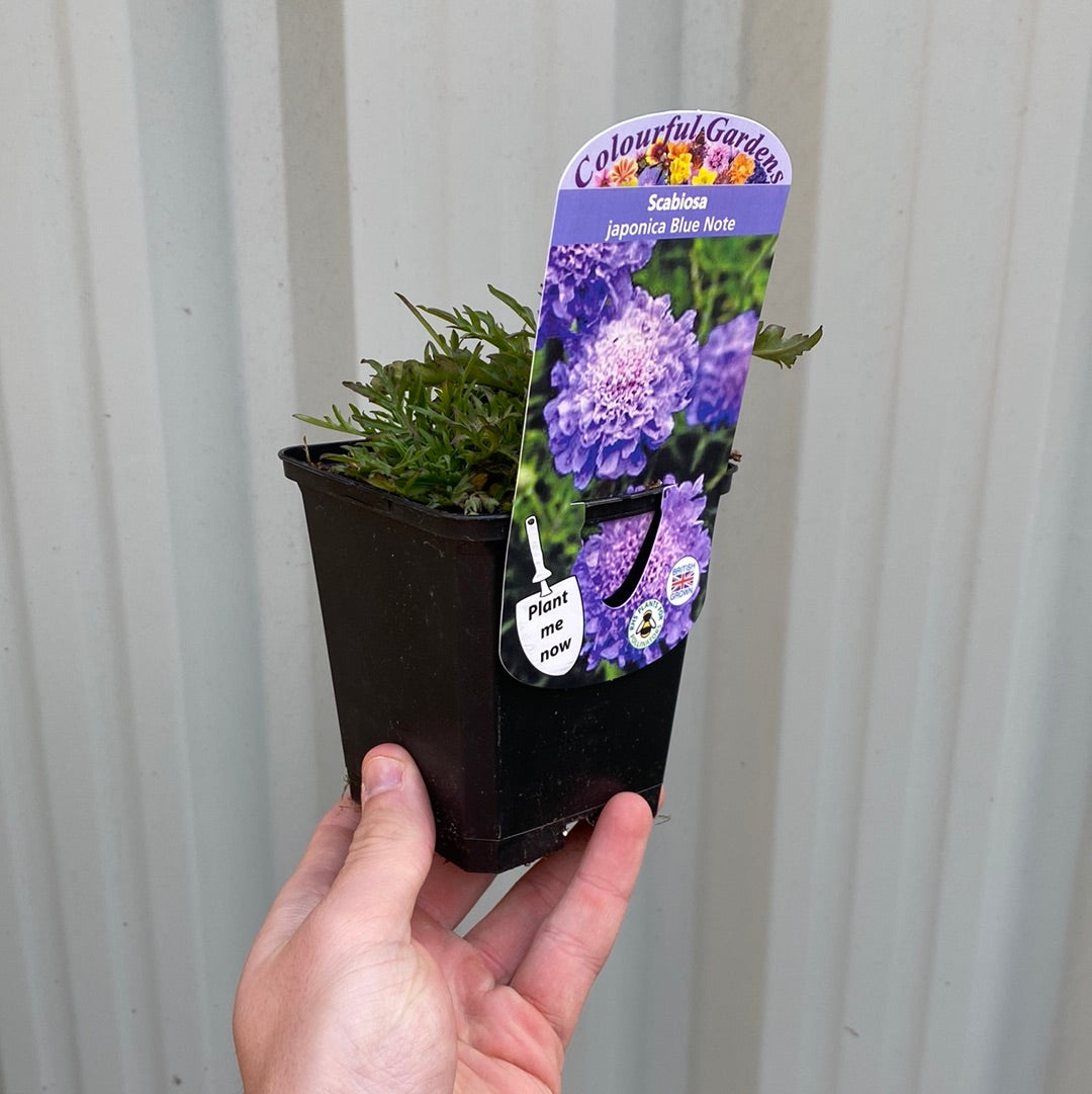 Scabious &#39;Blue Note&#39; 9cm