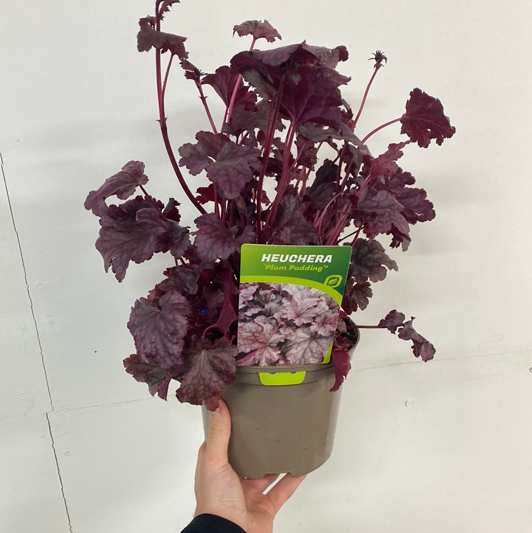 Heuchera &#39;Plum Pudding&#39; 9cm/2L