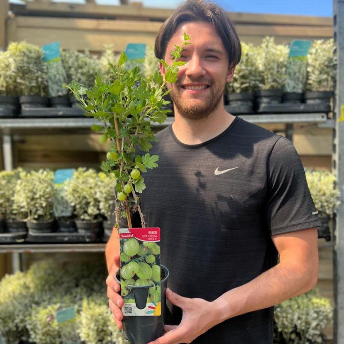 Gooseberry &#39;Ribes&#39; uva. Crispa Green 2L