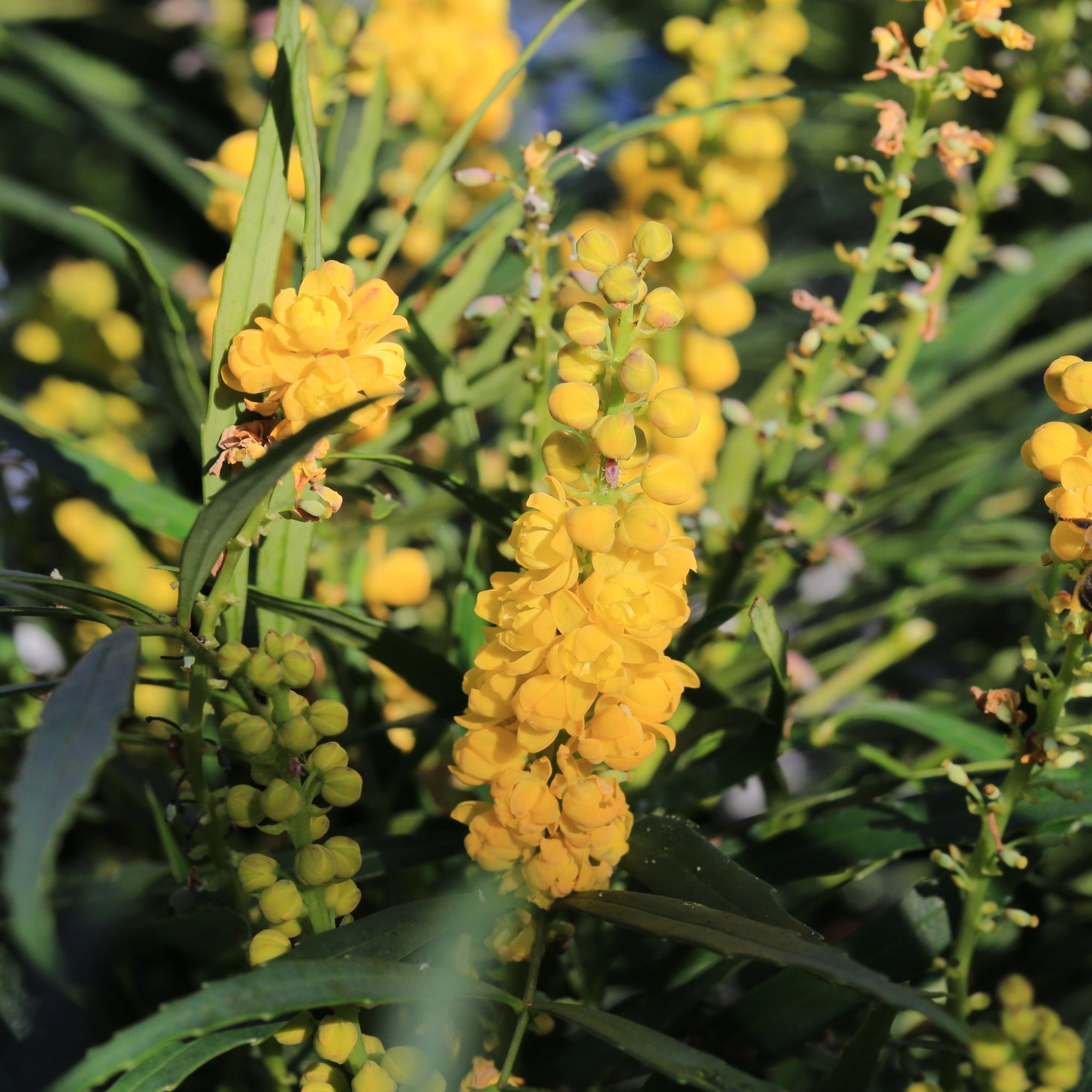 Mahonia 'Soft Caress' 1.5L