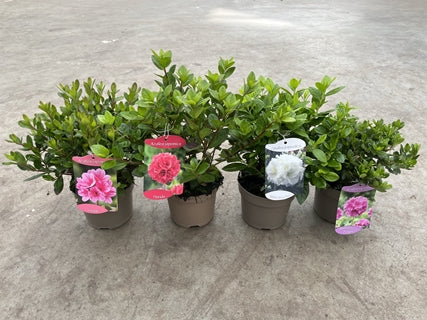 A Mix of 4 Azaleas 1.5L—each with lush green leaves and a colorful tag for its unique variety—brings vibrant color to any space. These evergreen garden shrubs come potted and ready to display on your patio or garden surface.