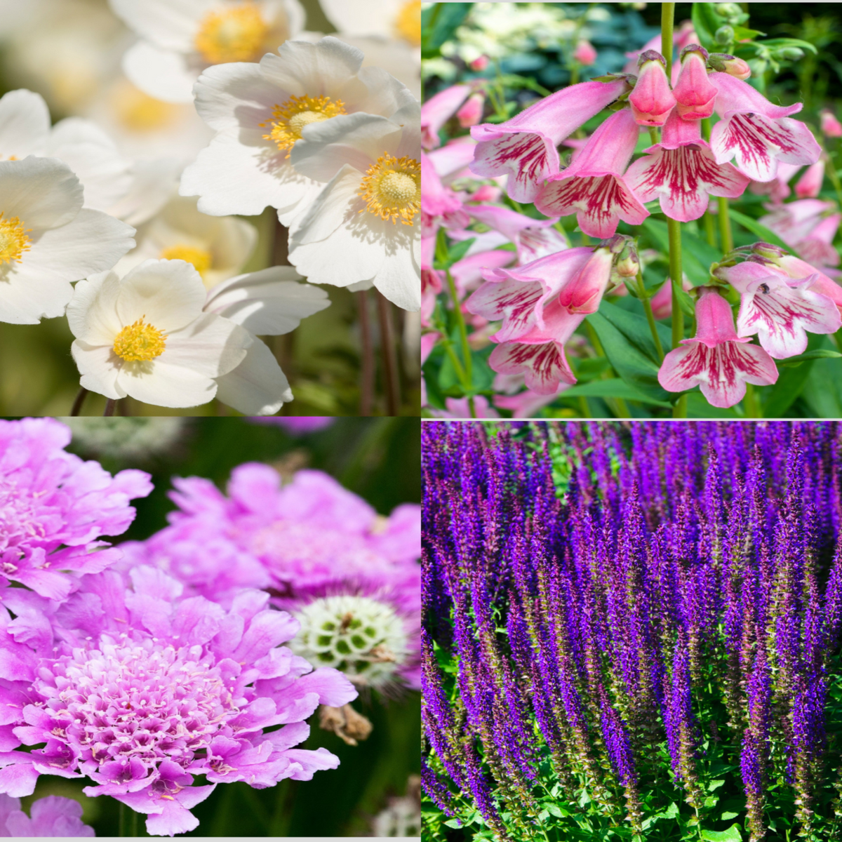 4 x Mixed Perennials – Pink, White &amp; Purple | 9cm Pots