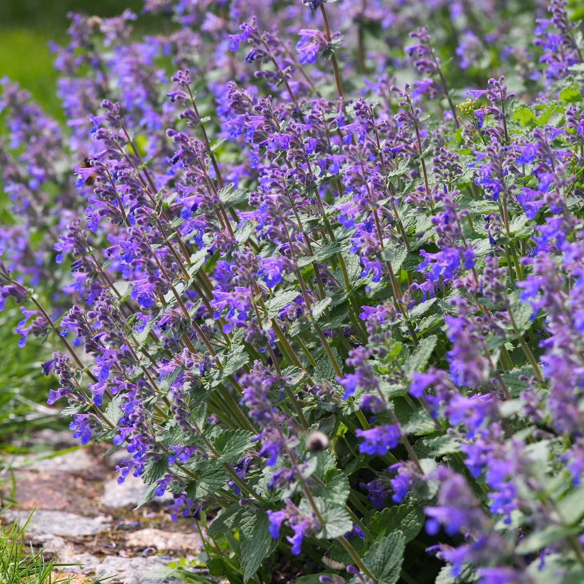 Nepeta faassenii &#39;Walker&#39;s Low&#39; (Young Perennial) PRE ORDER SPRING &#39;26