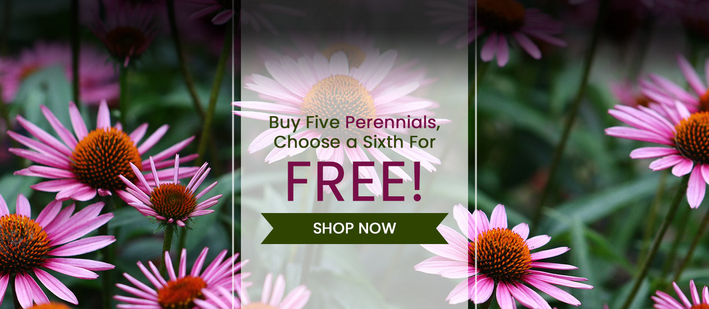 Promotional banner with pink flowers and text overlay on a blurred floral background