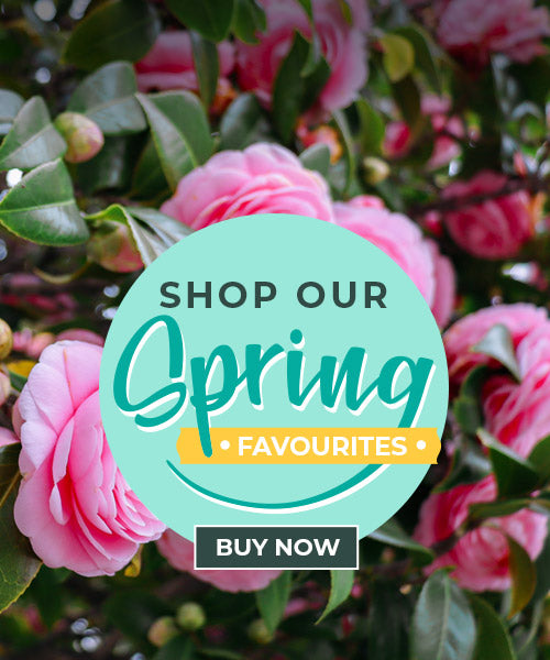 Buy Plants Online Online Garden Centre One Click Plants