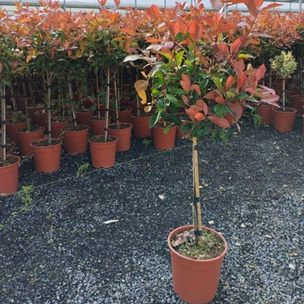 Special offer: Half Standard Photinia &#39;Red Robin&#39; 100cm—two for £54.99! These lollipop-shaped trees with red and green leaves come in brown pots and are displayed on gravel among rows of similar vibrant potted trees.