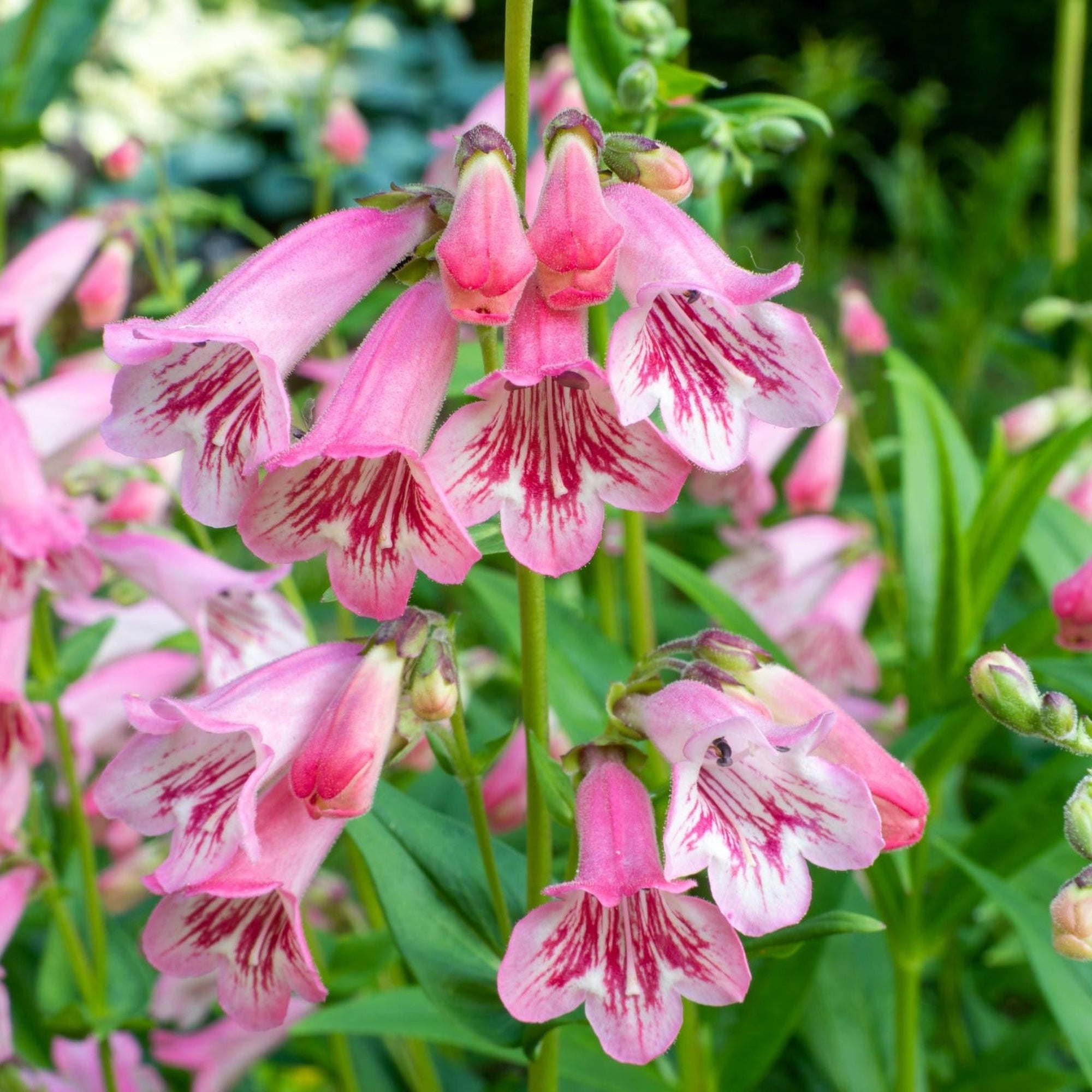 Pretty in Pinks (3 x 9cm Pots)