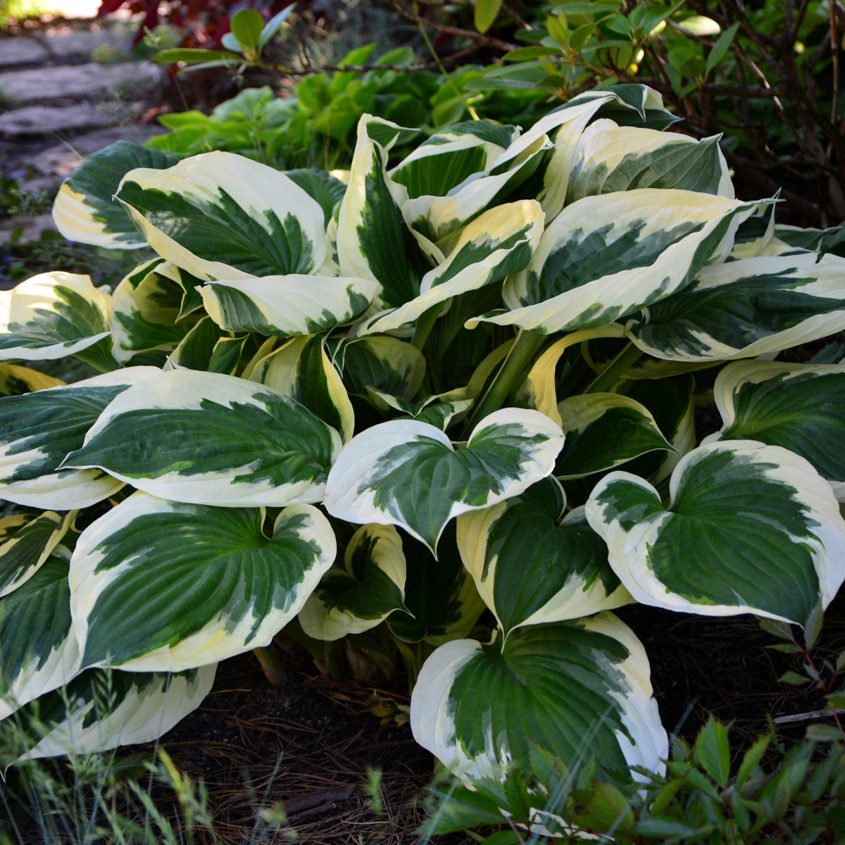Hosta 'Minuteman' 2L