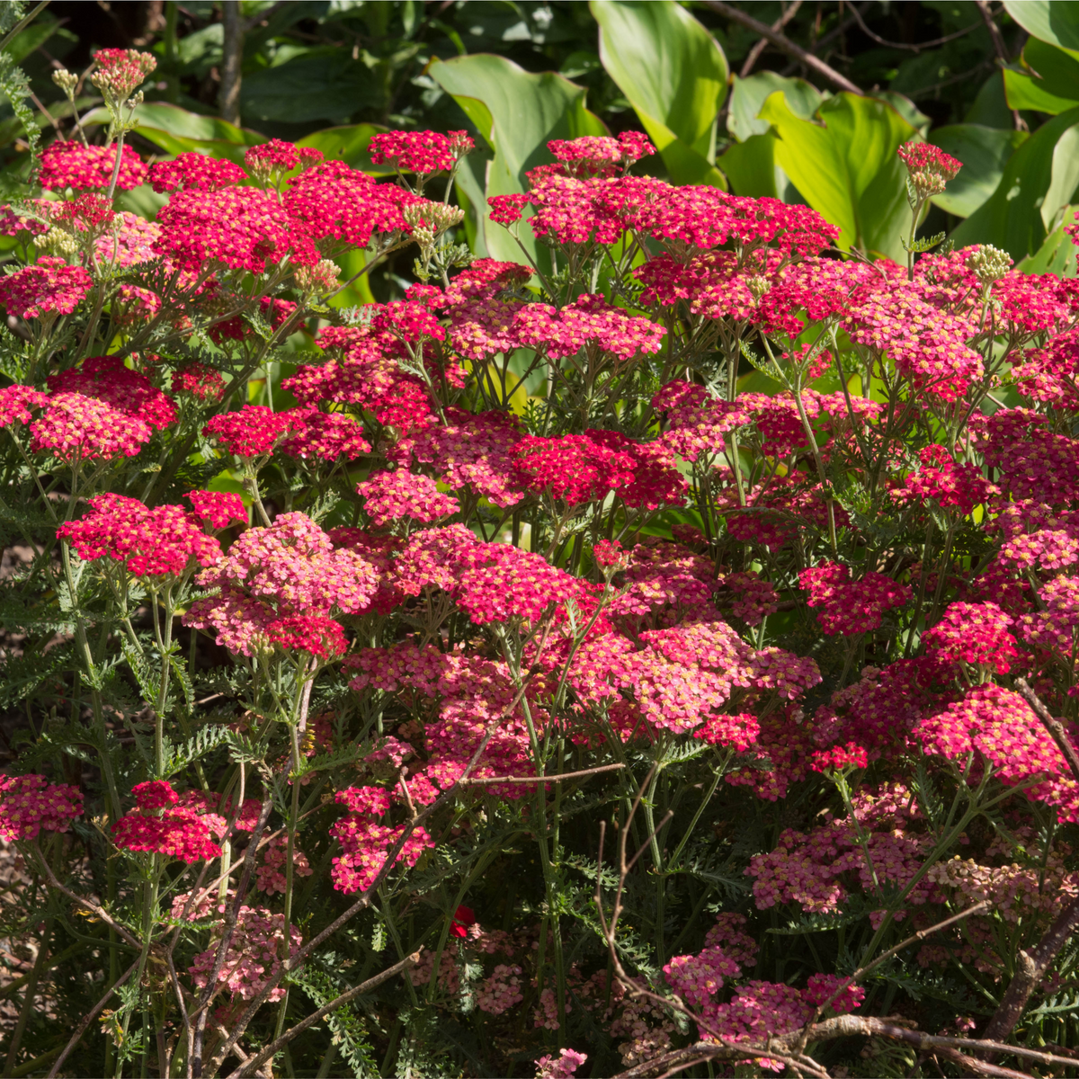 Achillea (Yarrow) &#39;Red Velvet&#39; 3L displays vibrant pink-red, dense, flat-topped blooms and feathery green foliage, thriving as a perennial in sunny borders against a backdrop of lush green leaves.