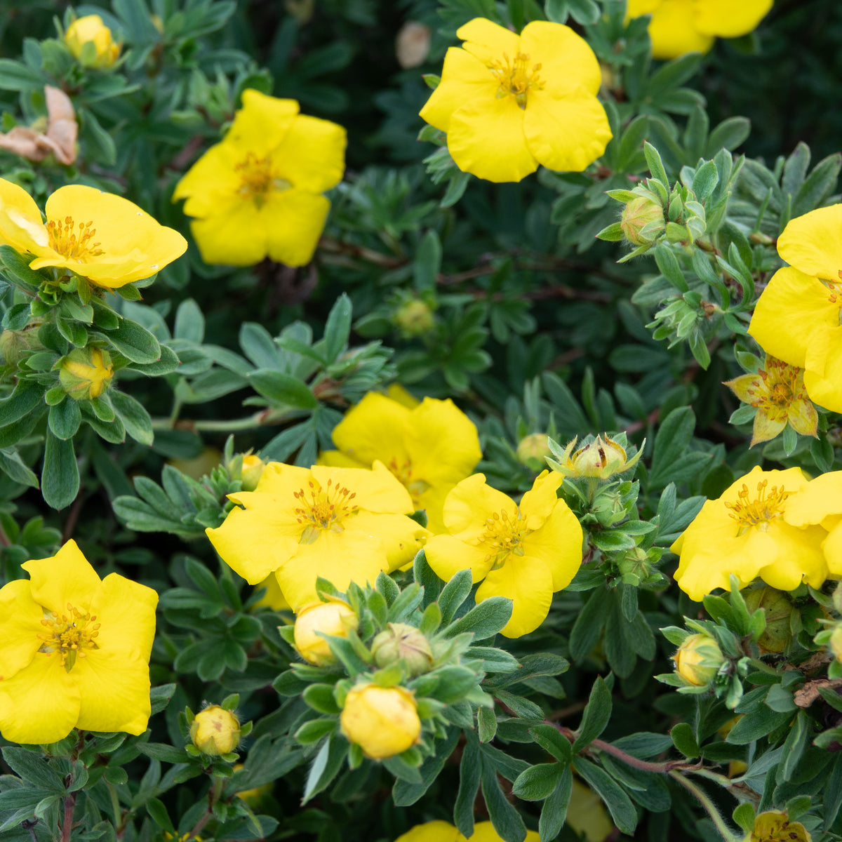 Close-up of Potentilla &#39;Klondike’ 1L, a drought-tolerant shrub with bright yellow five-petaled flowers set against dense green foliage and buds.