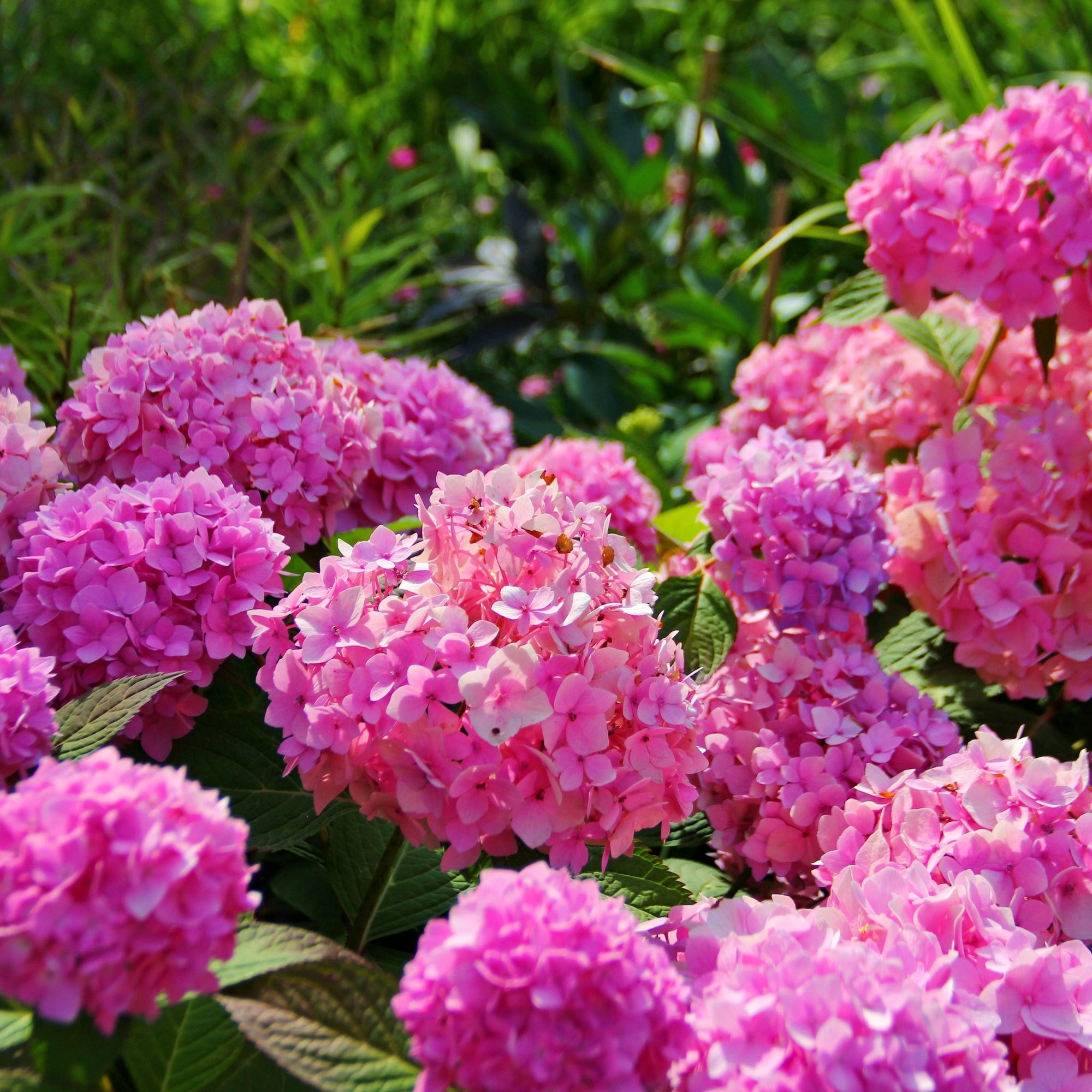 Hydrangea macrophylla 'Pink Ball' (Multiple Sizes Available)