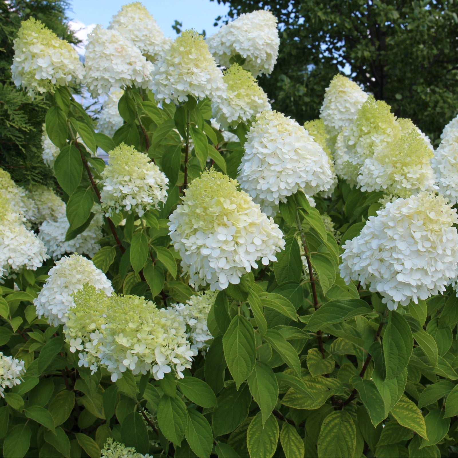 Several Hydrangea paniculata 'LimeLight’ Trees (65L, 170-190cm) with dense green foliage and large flowerheads are displayed in black pots, arranged in rows outdoors on grassy ground with sunlight in the background.