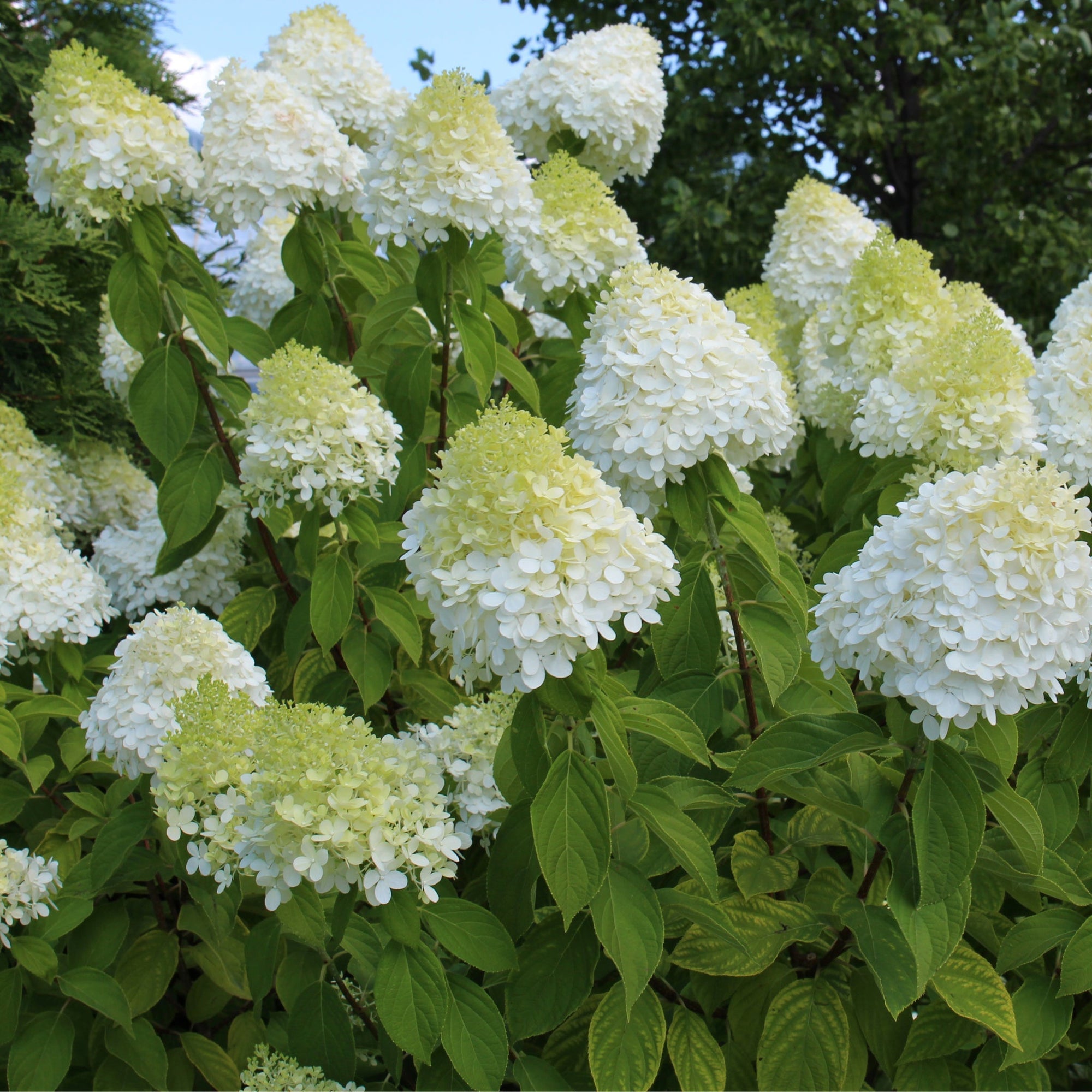 Hydrangea paniculata 'LimeLight’ Tree 65L 190cm