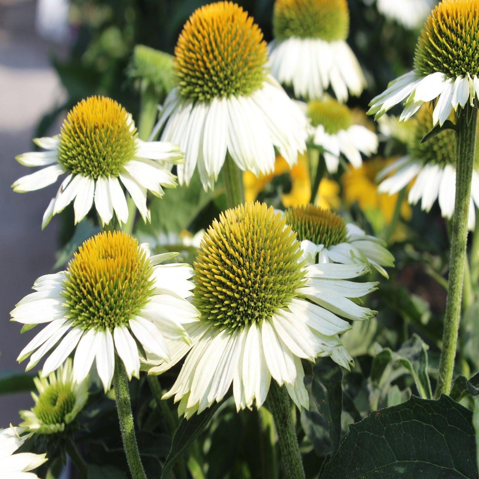 Close-up of Echinacea 'Pow Wow White' 9cm Pot, a compact, drought-tolerant perennial coneflower with spiky yellow-green centers, lush green leaves, and soft, blurred background foliage.