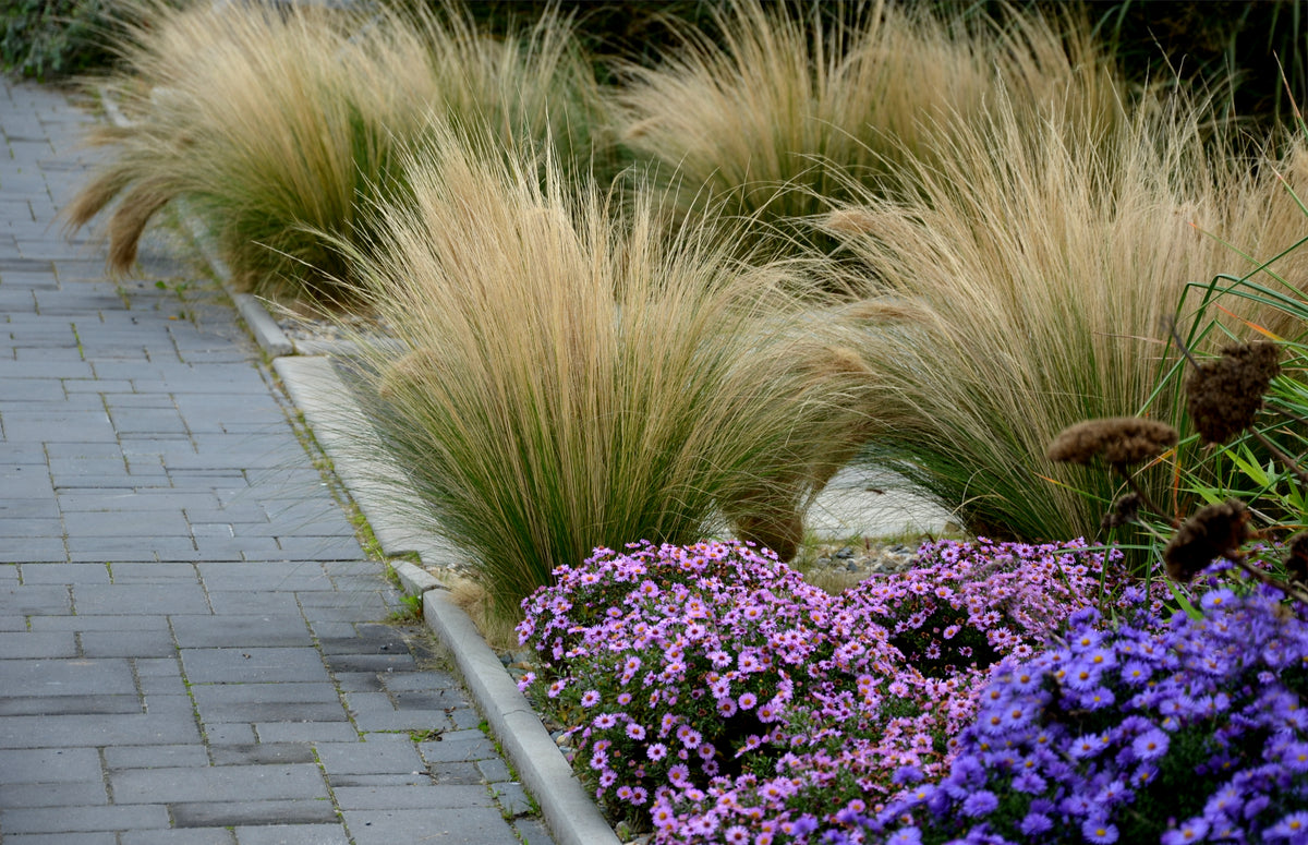 Stipa tenuissima &#39;Ponytails&#39; 9cm/3L, with its feathery tops, lines a paved walkway bordered by clusters of blooming purple and violet flowers in a landscaped garden.