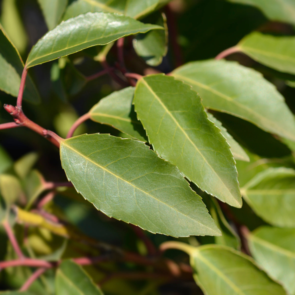 Portuguese Laurel ROOTBALL Hedging
