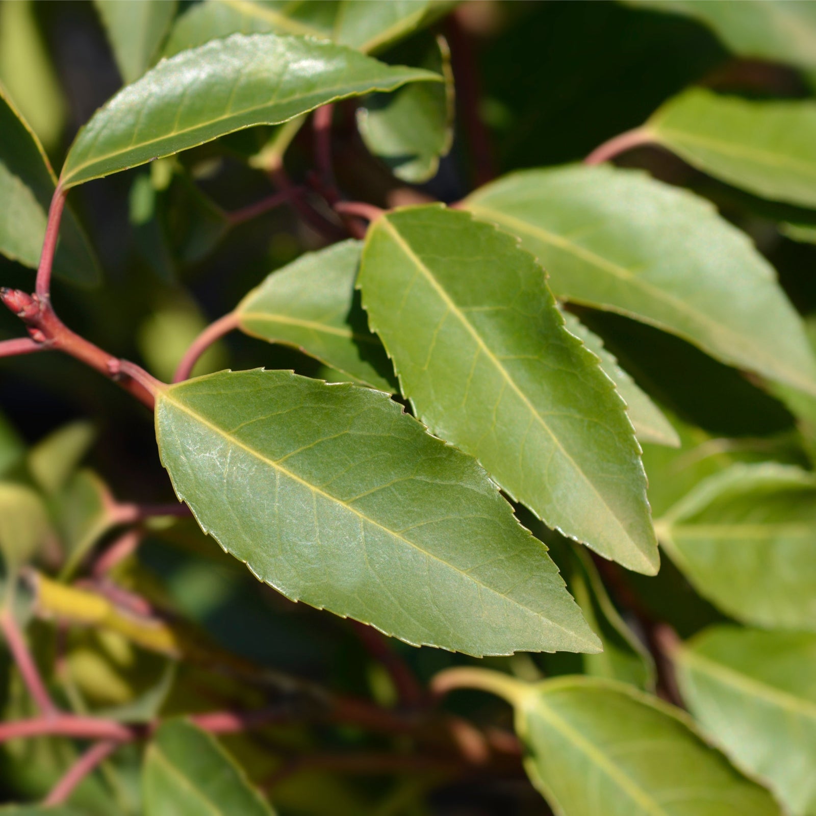 Portuguese Laurel (Prunus lusitanica 'Angustifolia') POTTED Hedging