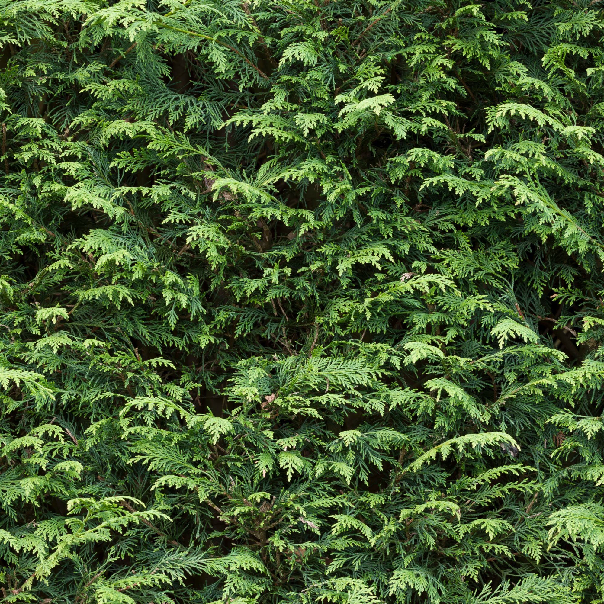 5 / 10 x 7ft Potted Green Cupressus Leylandii Hedging Conifers (180-200cm)
